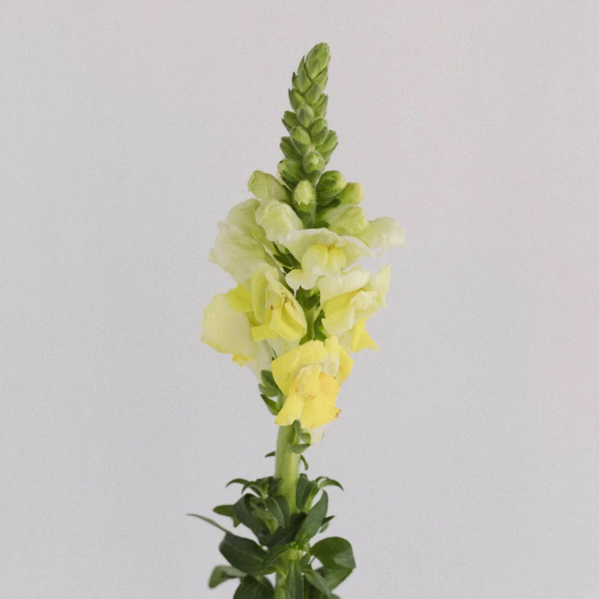 Potomac Yellow Snapdragon Seeds - Potted, 30 seeds