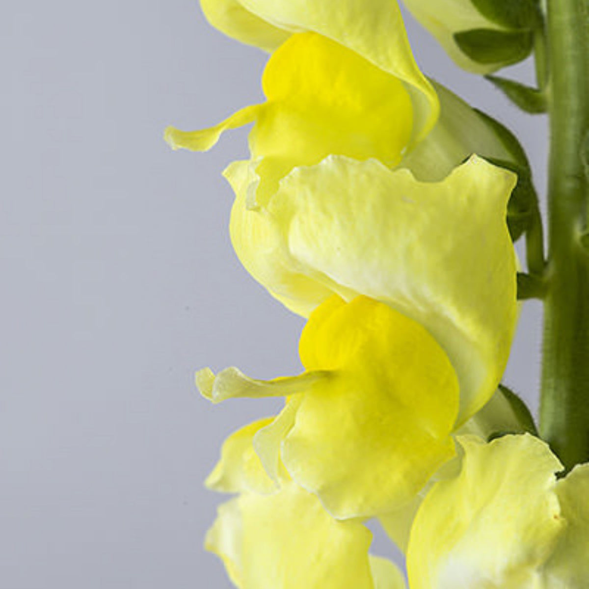 Potomac Yellow Snapdragon Seeds - Potted, 30 seeds