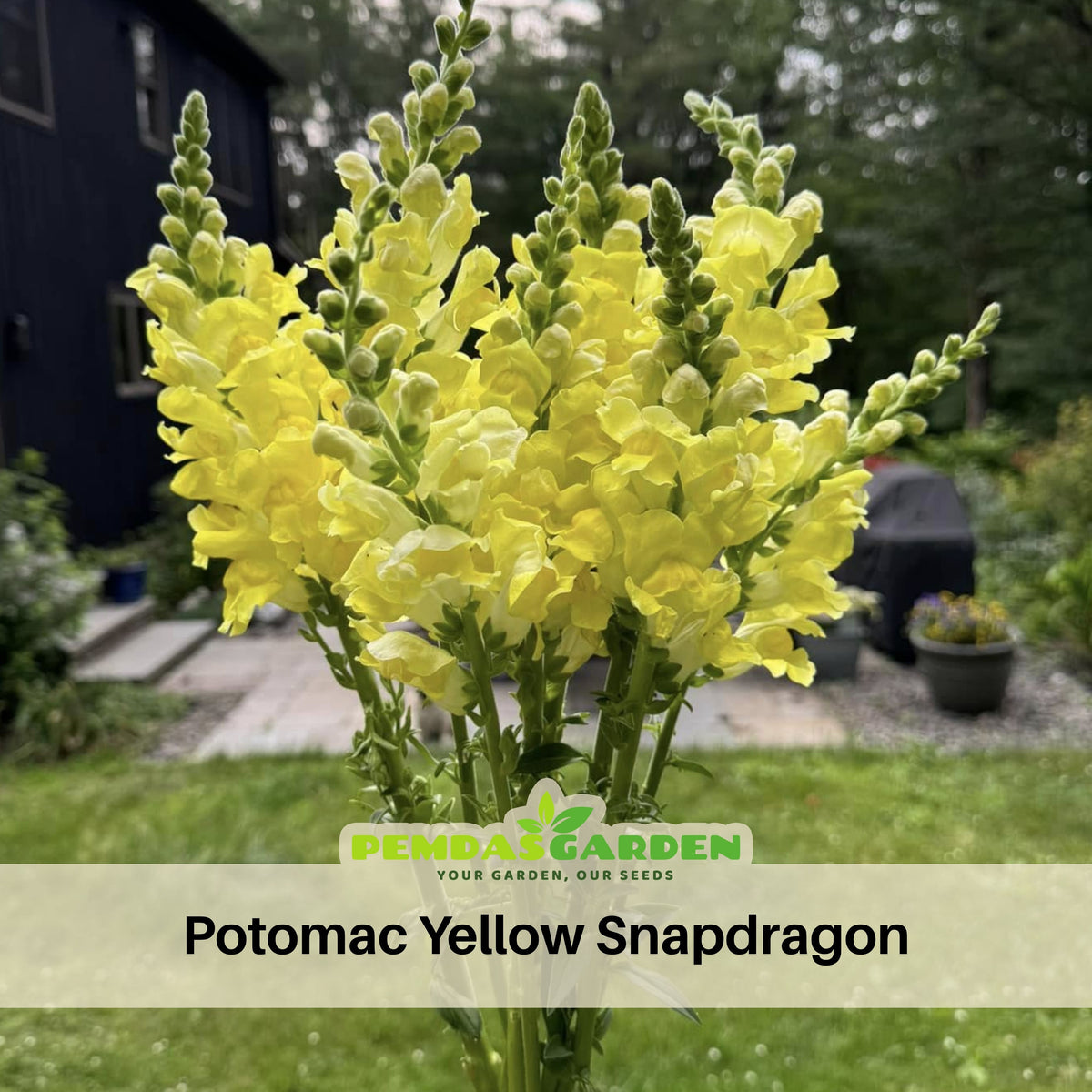 Potomac Yellow Snapdragon Seeds - Potted, 30 seeds