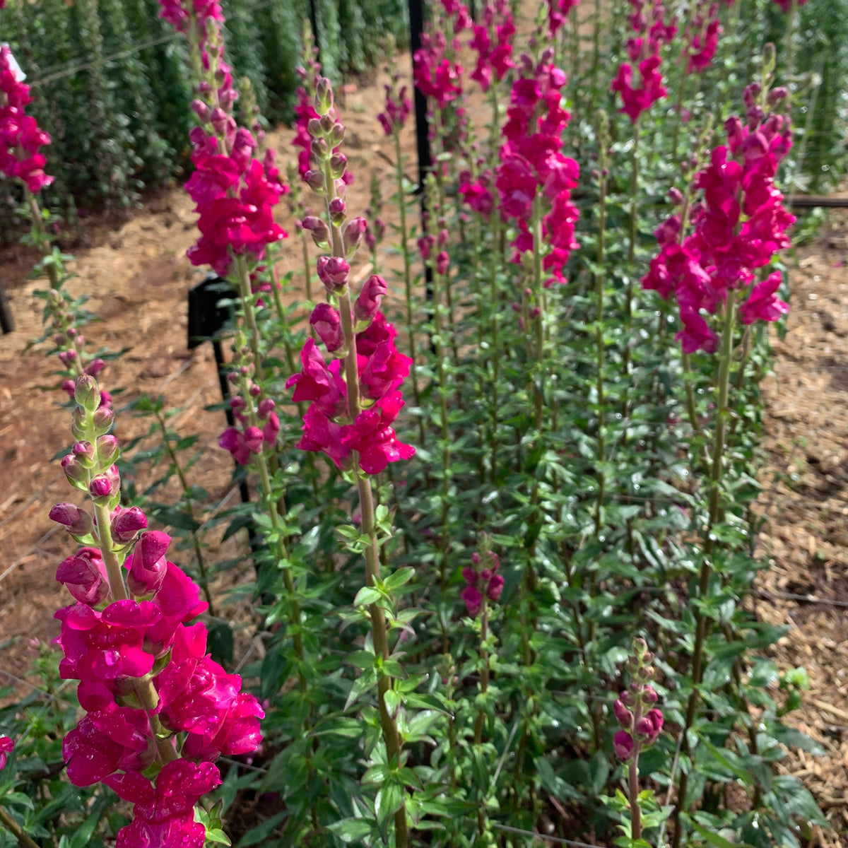 Potomac Royal Snapdragon Seeds - Potted, Cold Resistant, 30 seeds