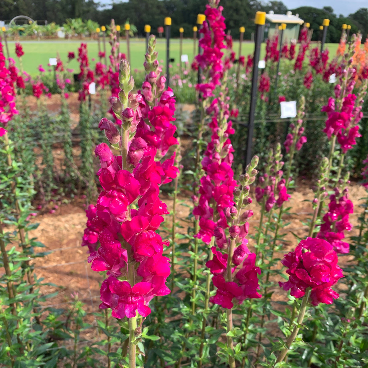 Potomac Royal Snapdragon Seeds - Potted, Cold Resistant, 30 seeds