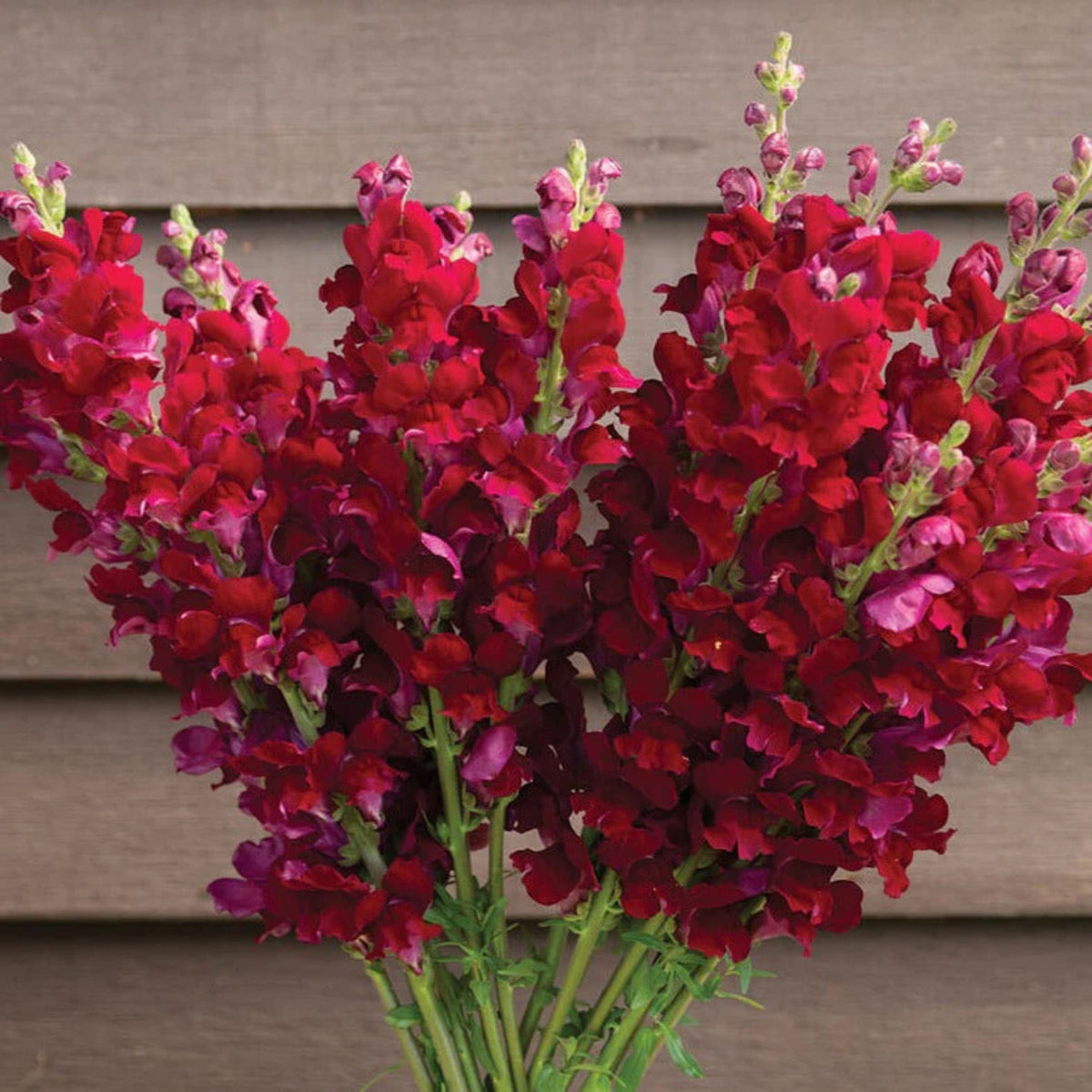 Potomac Royal Snapdragon Seeds - Potted, Cold Resistant, 30 seeds