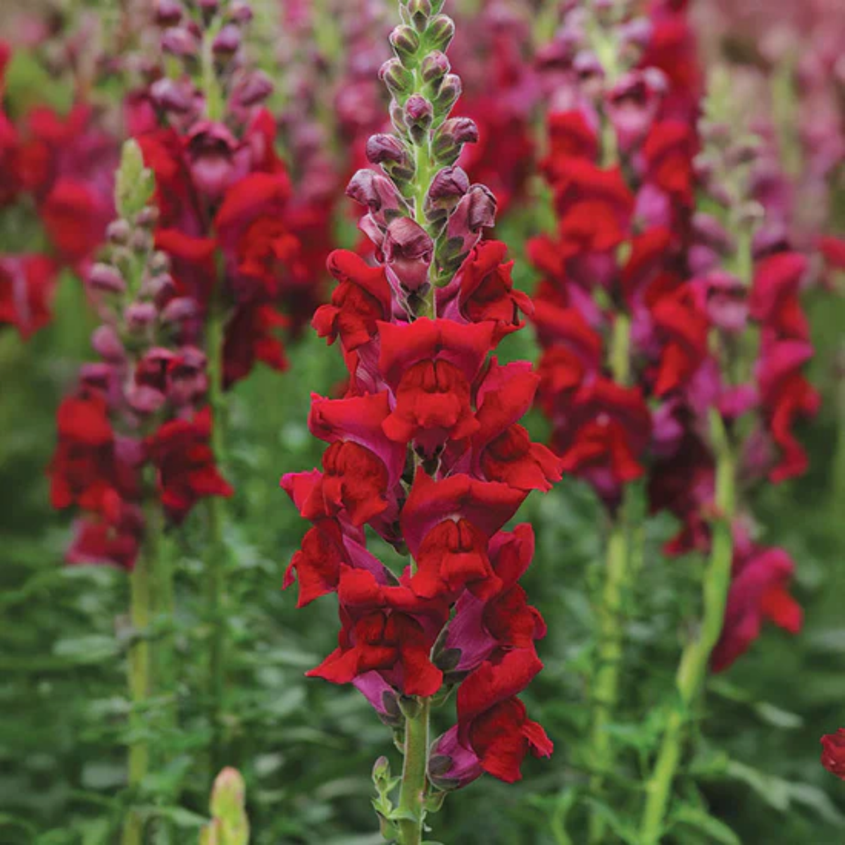 30 Seeds| Potomac Royal Snapdragon Seeds - Potted - Cold Resistant -Attracts pollinators - Open-Pollinating - Plant before the frost/after frost- #44