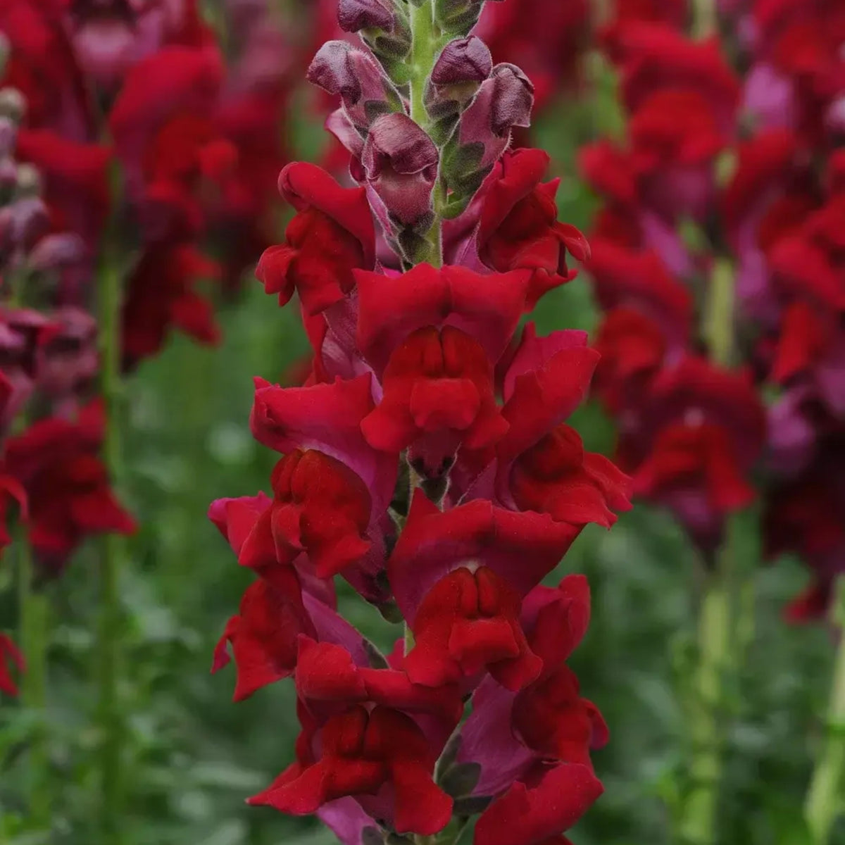 Potomac Royal Snapdragon Seeds - Potted, Cold Resistant, 30 seeds