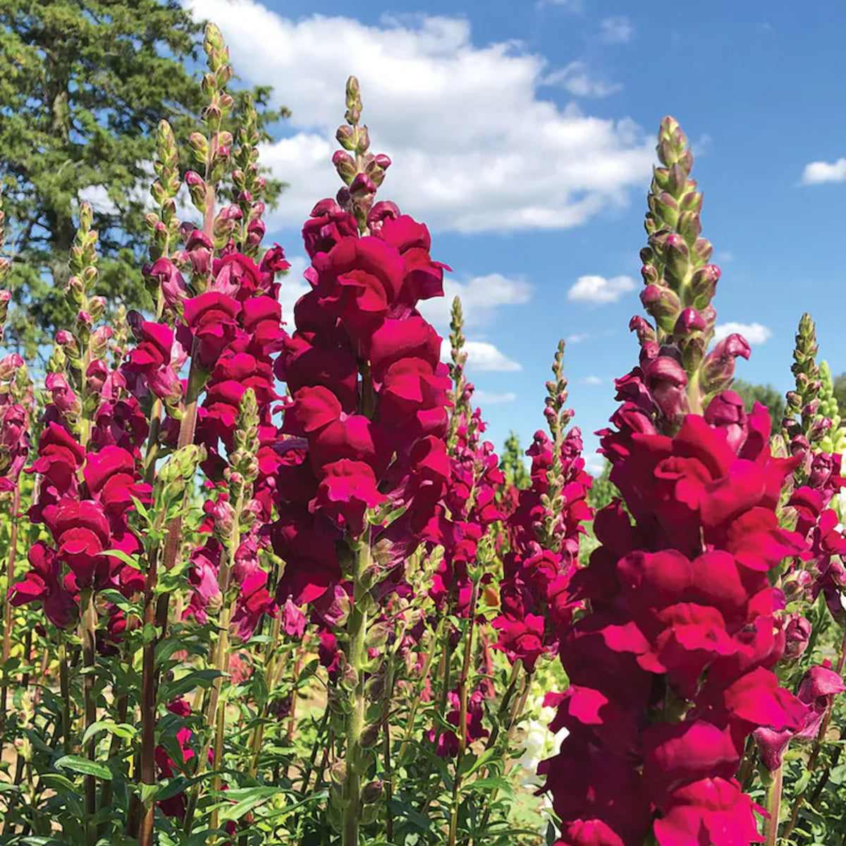 Potomac Royal Snapdragon Seeds - Potted, Cold Resistant, 30 seeds