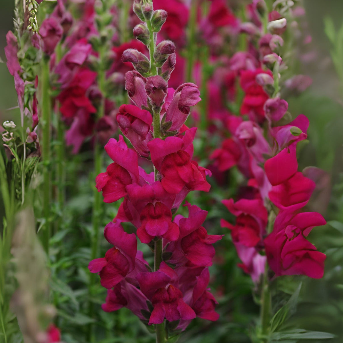 Potomac Royal Snapdragon Seeds - Potted, Cold Resistant, 30 seeds