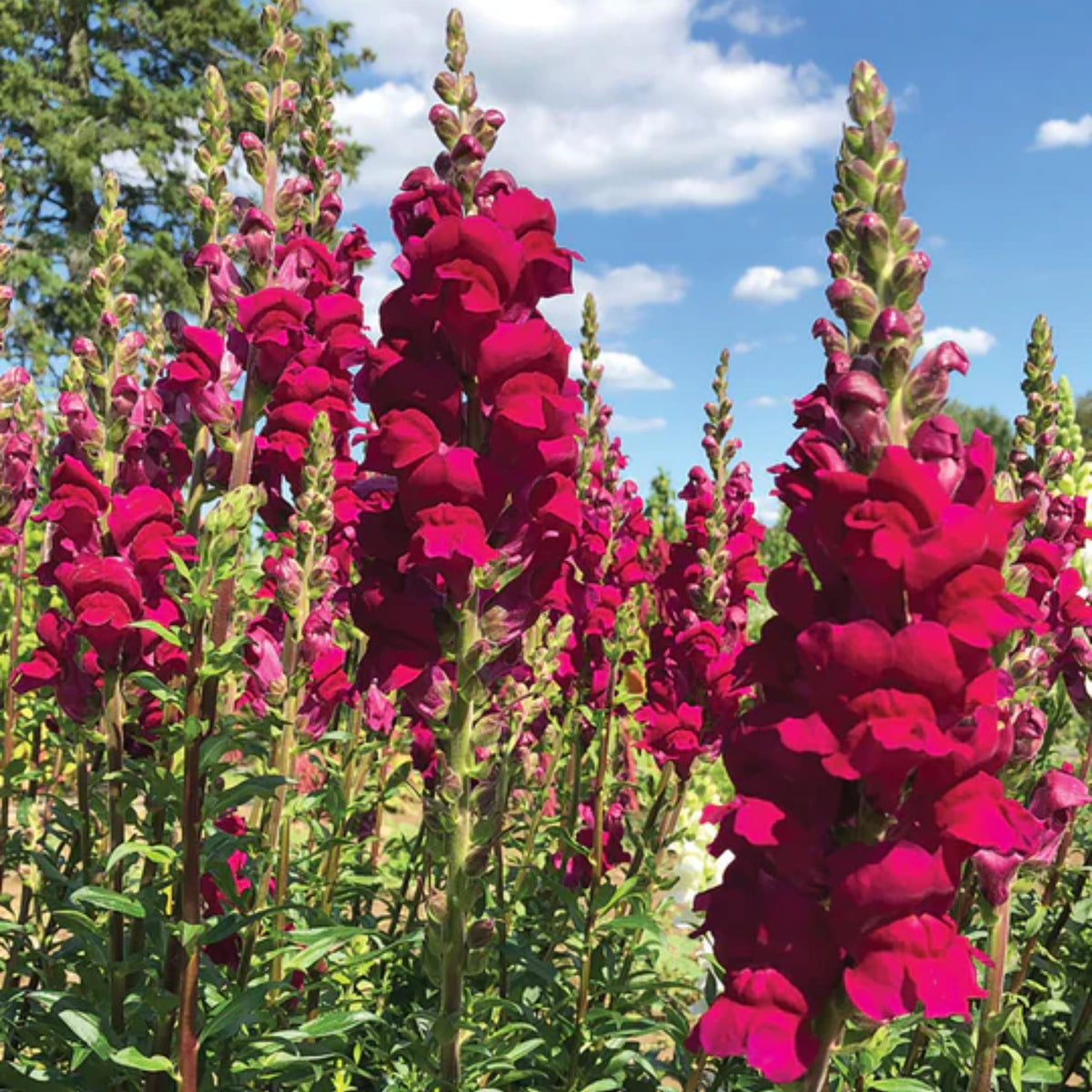 Potomac Royal Snapdragon Seeds - Potted, Cold Resistant, 30 seeds