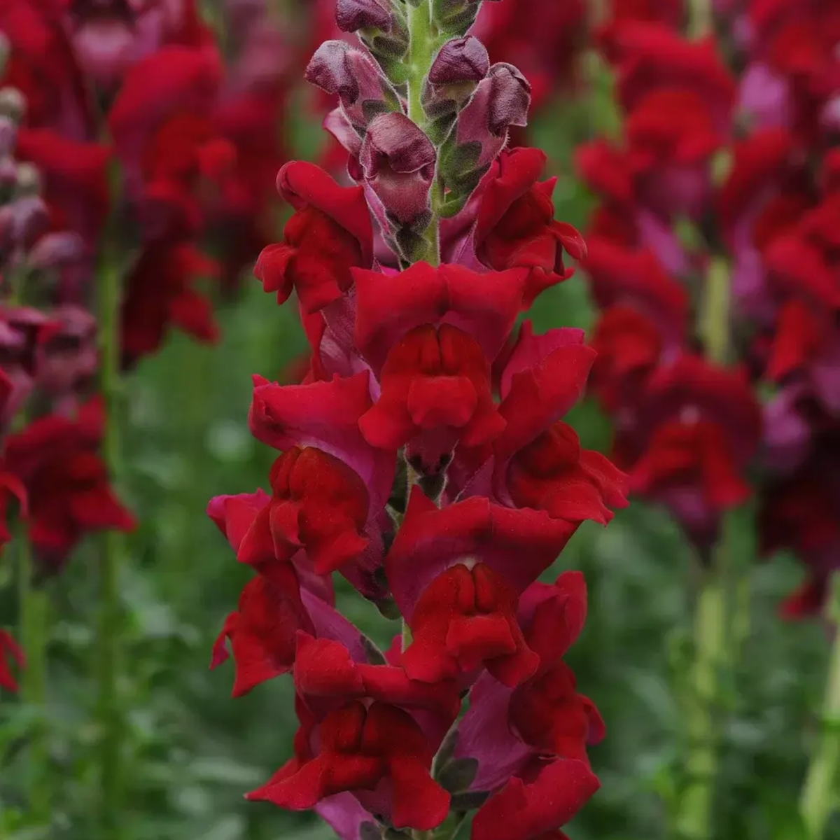 Potomac Royal Snapdragon Seeds - Potted, Cold Resistant, 30 seeds