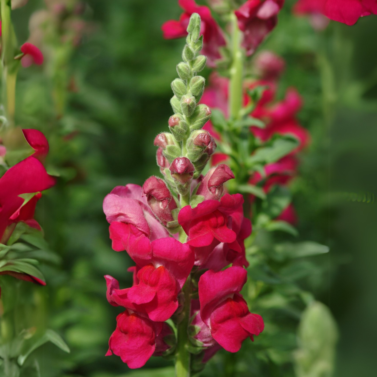 30 Seeds| Potomac Royal Snapdragon Seeds - Potted - Cold Resistant -Attracts pollinators - Open-Pollinating - Plant before the frost/after frost- #44