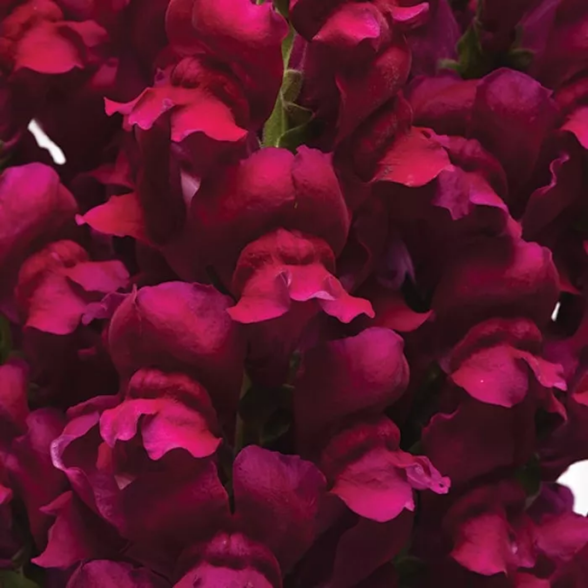 30 Seeds| Potomac Royal Snapdragon Seeds - Potted - Cold Resistant -Attracts pollinators - Open-Pollinating - Plant before the frost/after frost- #44