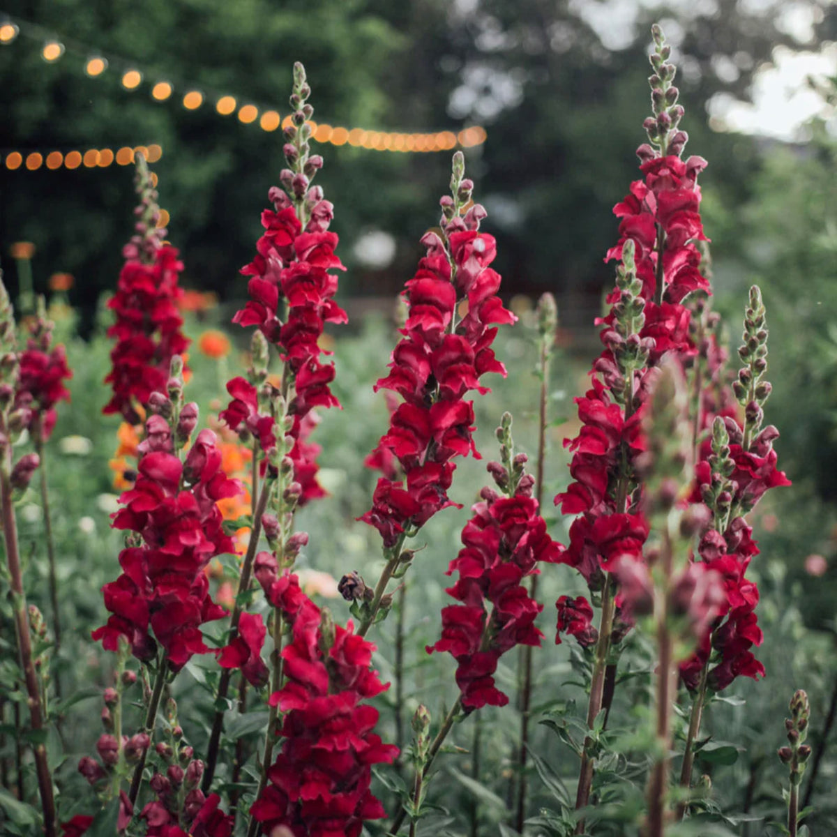 Potomac Royal Snapdragon Seeds - Potted, Cold Resistant, 30 seeds