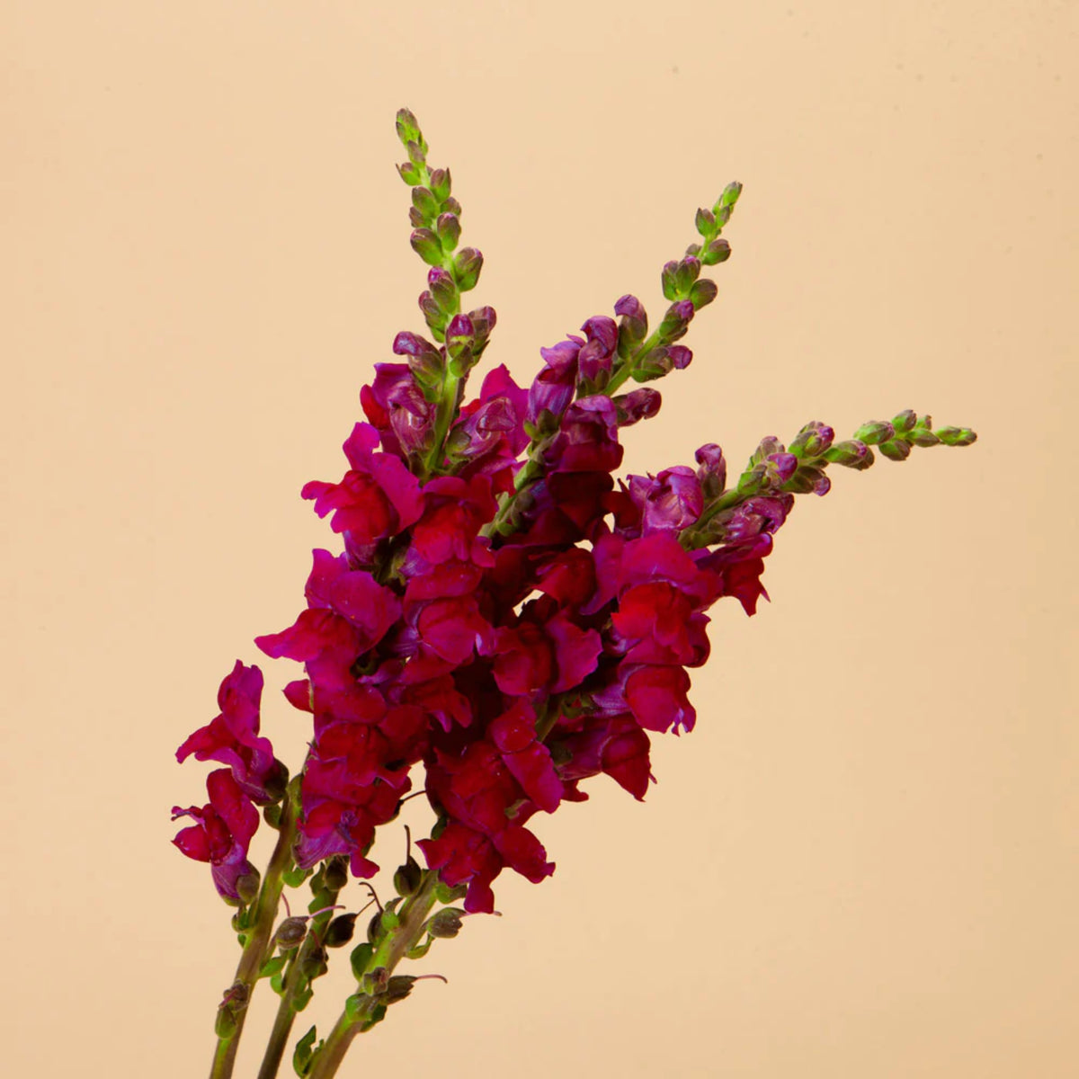 Potomac Royal Snapdragon Seeds - Potted, Cold Resistant, 30 seeds