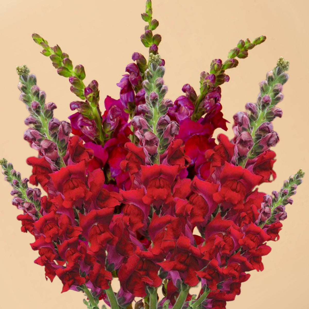 Potomac Royal Snapdragon Seeds - Potted, Cold Resistant, 30 seeds