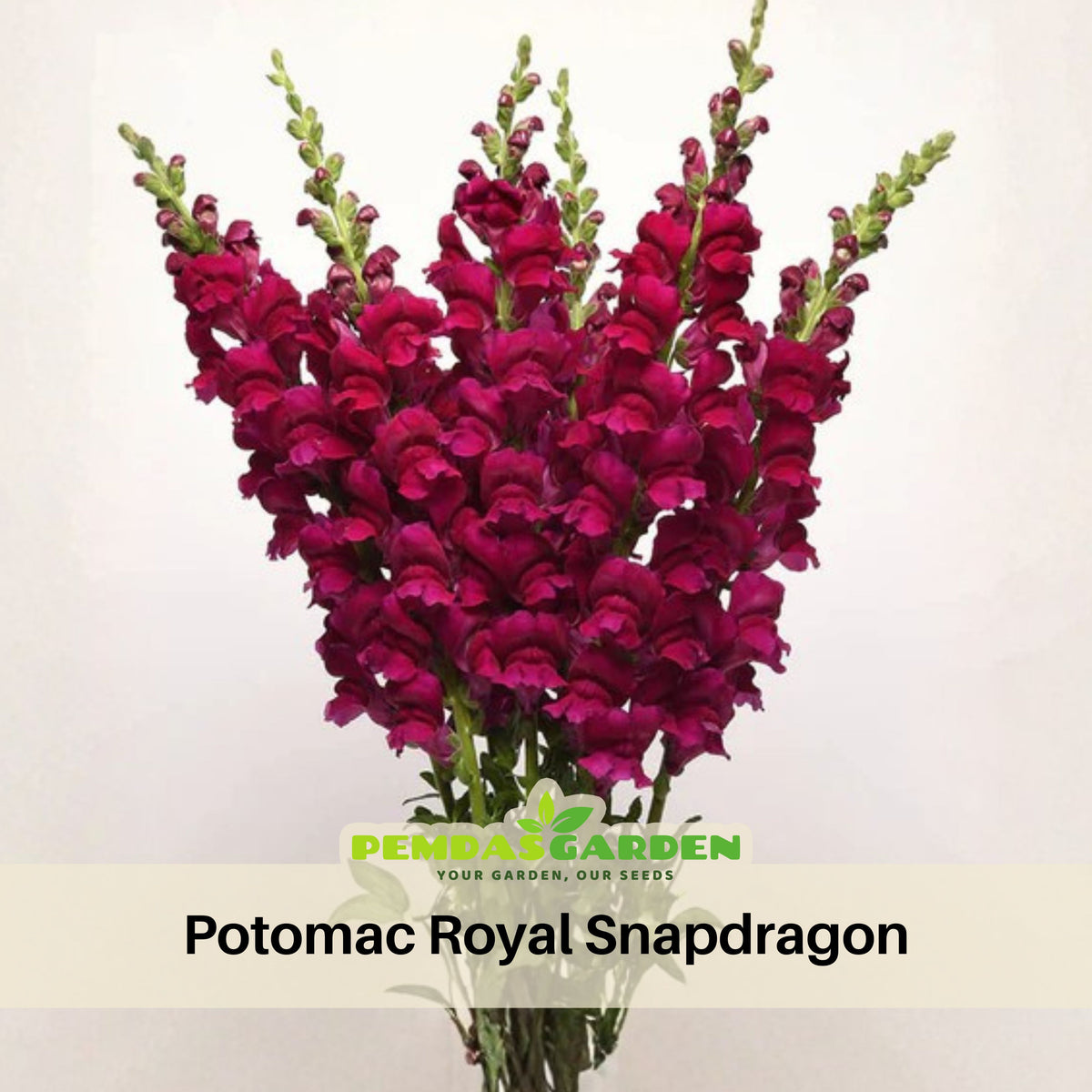 Potomac Royal Snapdragon Seeds - Potted, Cold Resistant, 30 seeds