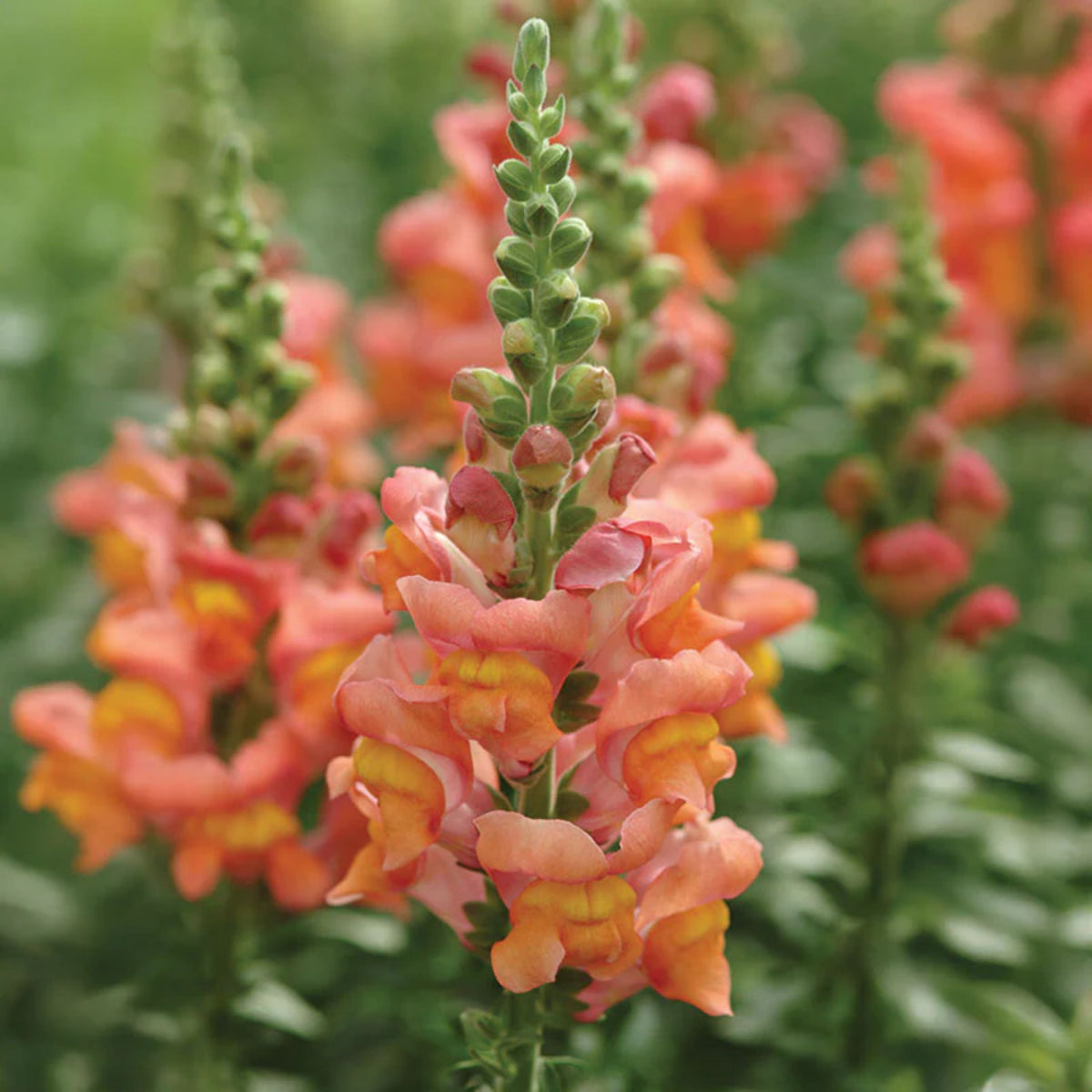 Potomac Snapdragon Mix Seeds - Cold Resistant, 30 seeds