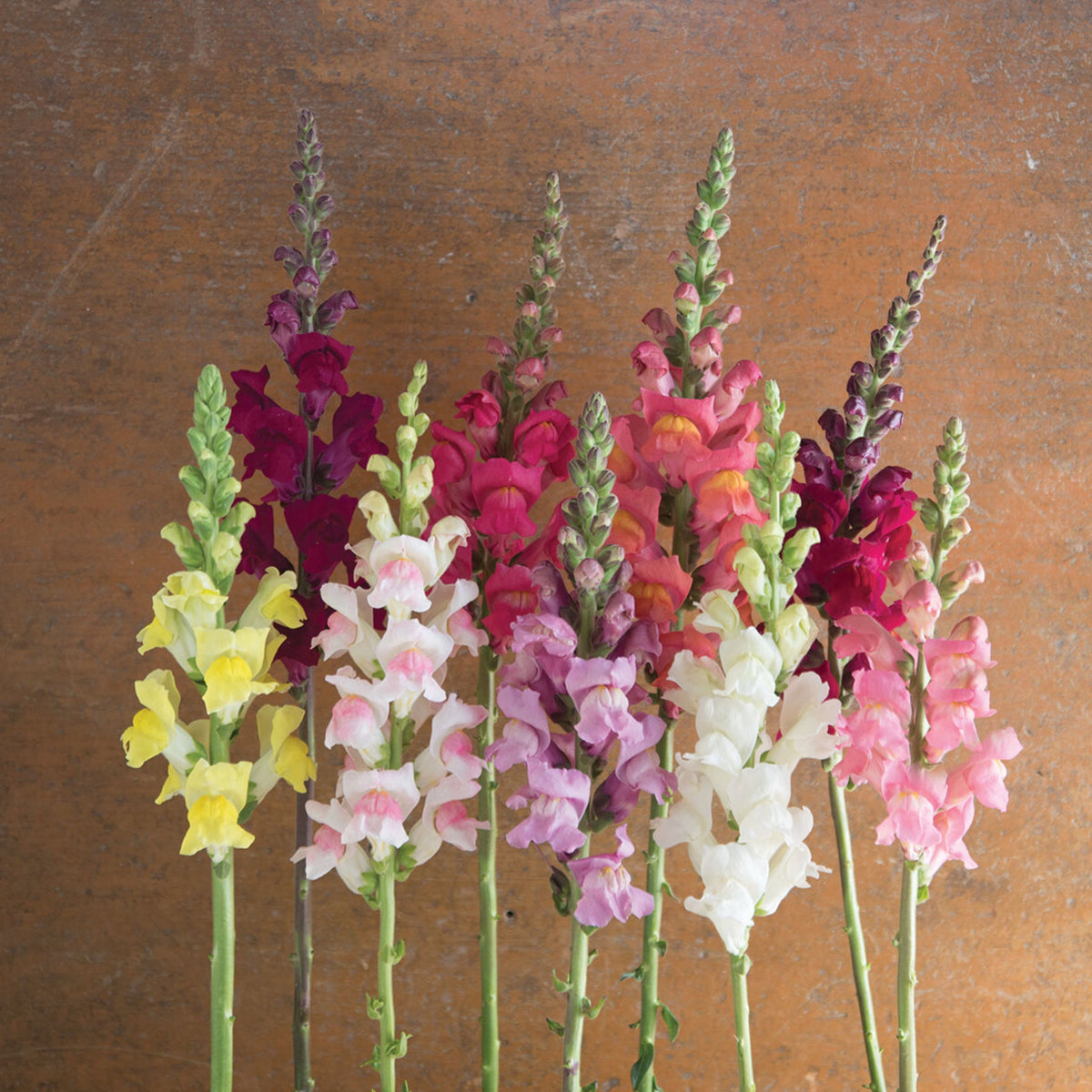 Potomac Snapdragon Mix Seeds - Cold Resistant, 30 seeds