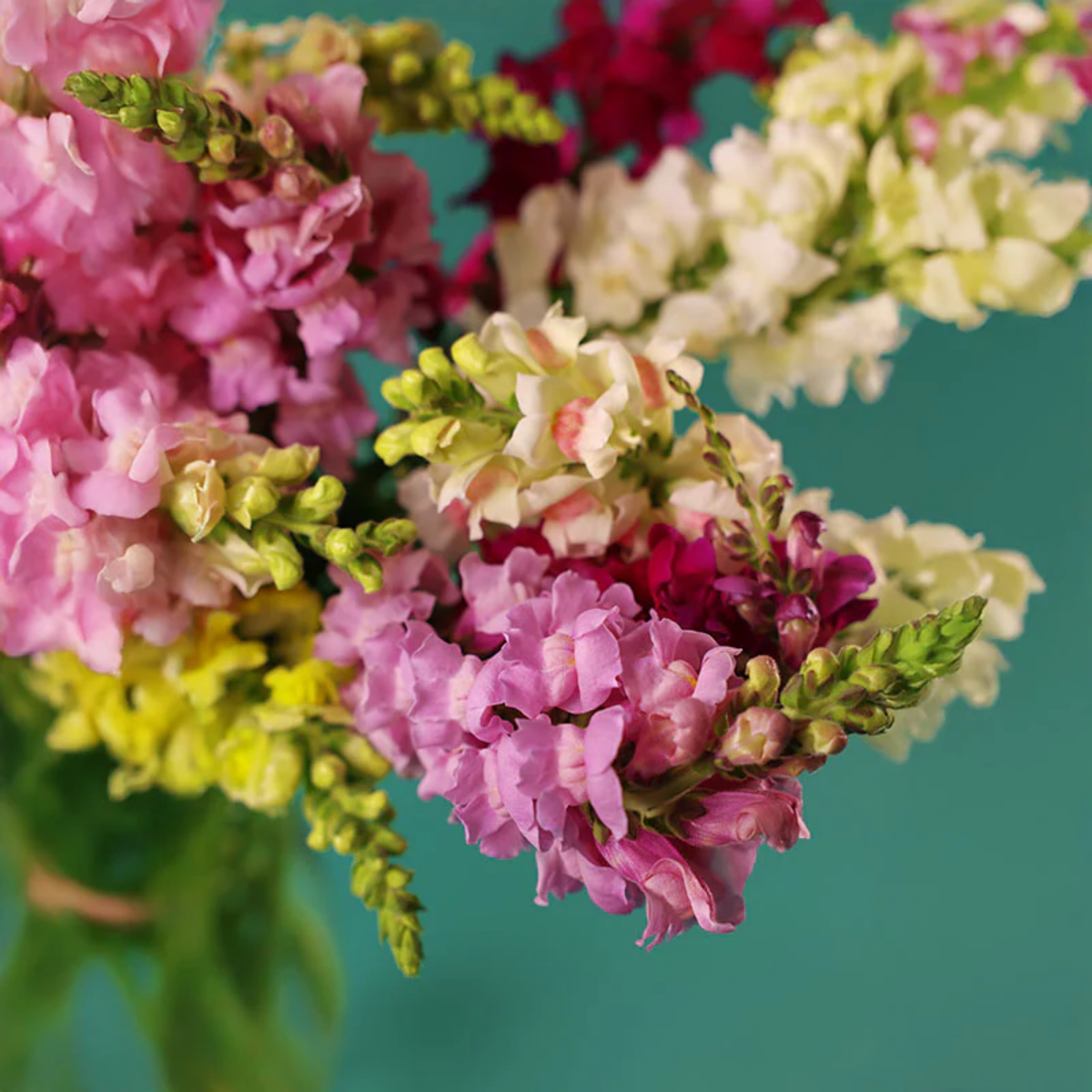 30 Seeds| Potomac Snapdragon Mix Seeds - Cold Resistant - Attracts pollinators - Open-Pollinating - Plant before the frost/after frost - #45
