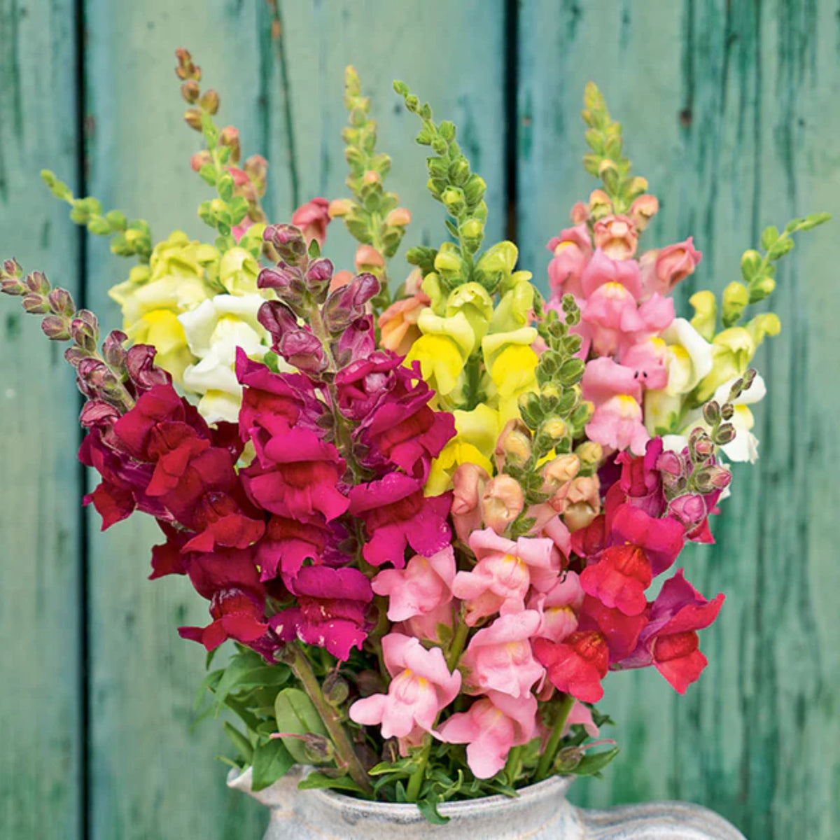 Potomac Snapdragon Mix Seeds - Cold Resistant, 30 seeds