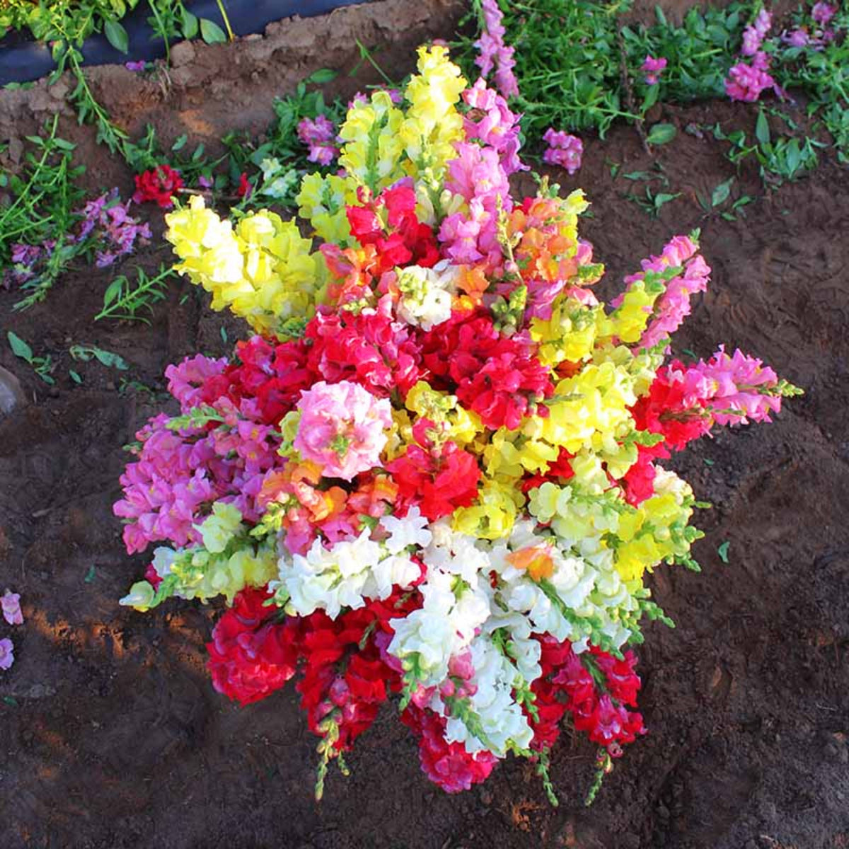 Potomac Snapdragon Mix Seeds - Cold Resistant, 30 seeds