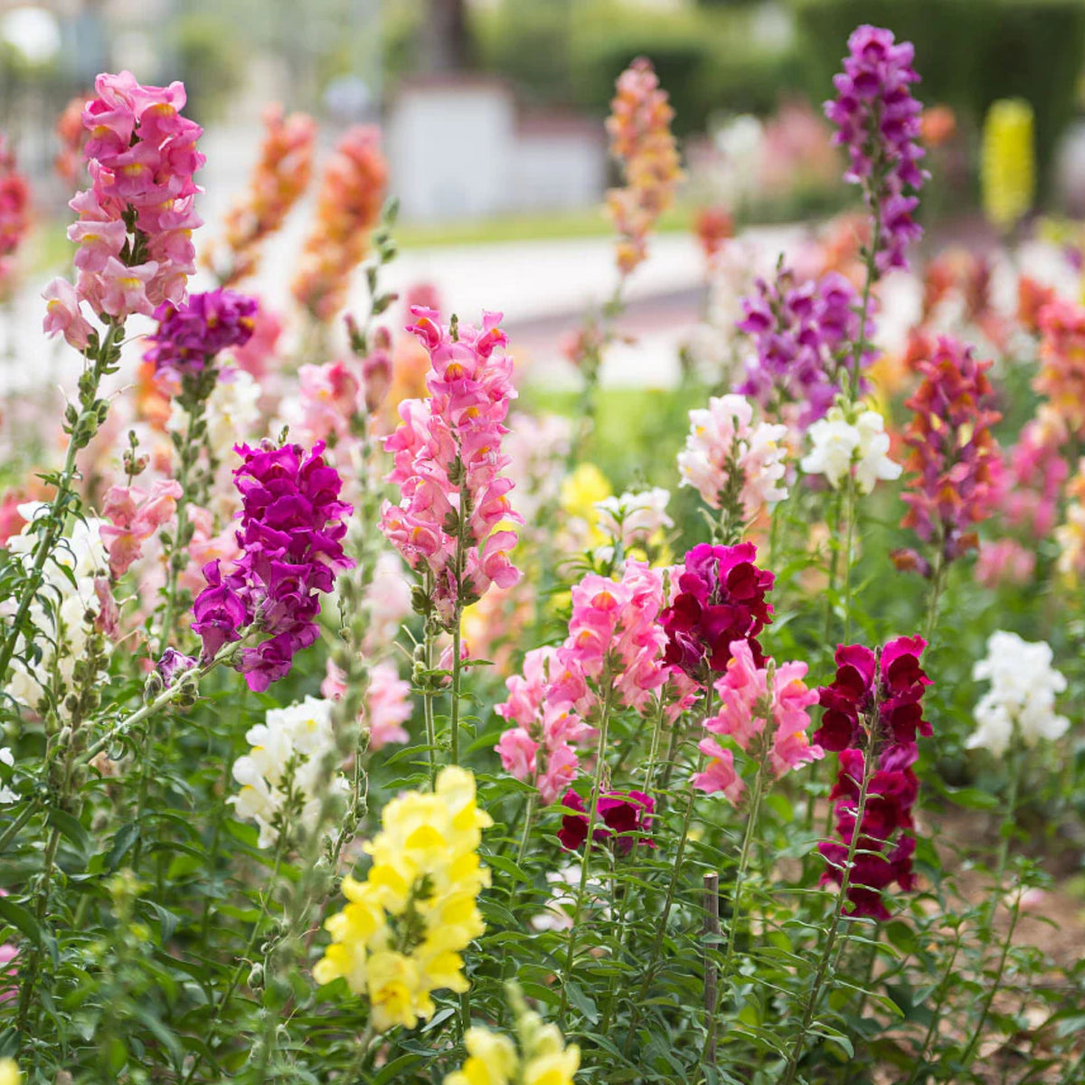 Potomac Snapdragon Mix Seeds - Cold Resistant, 30 seeds