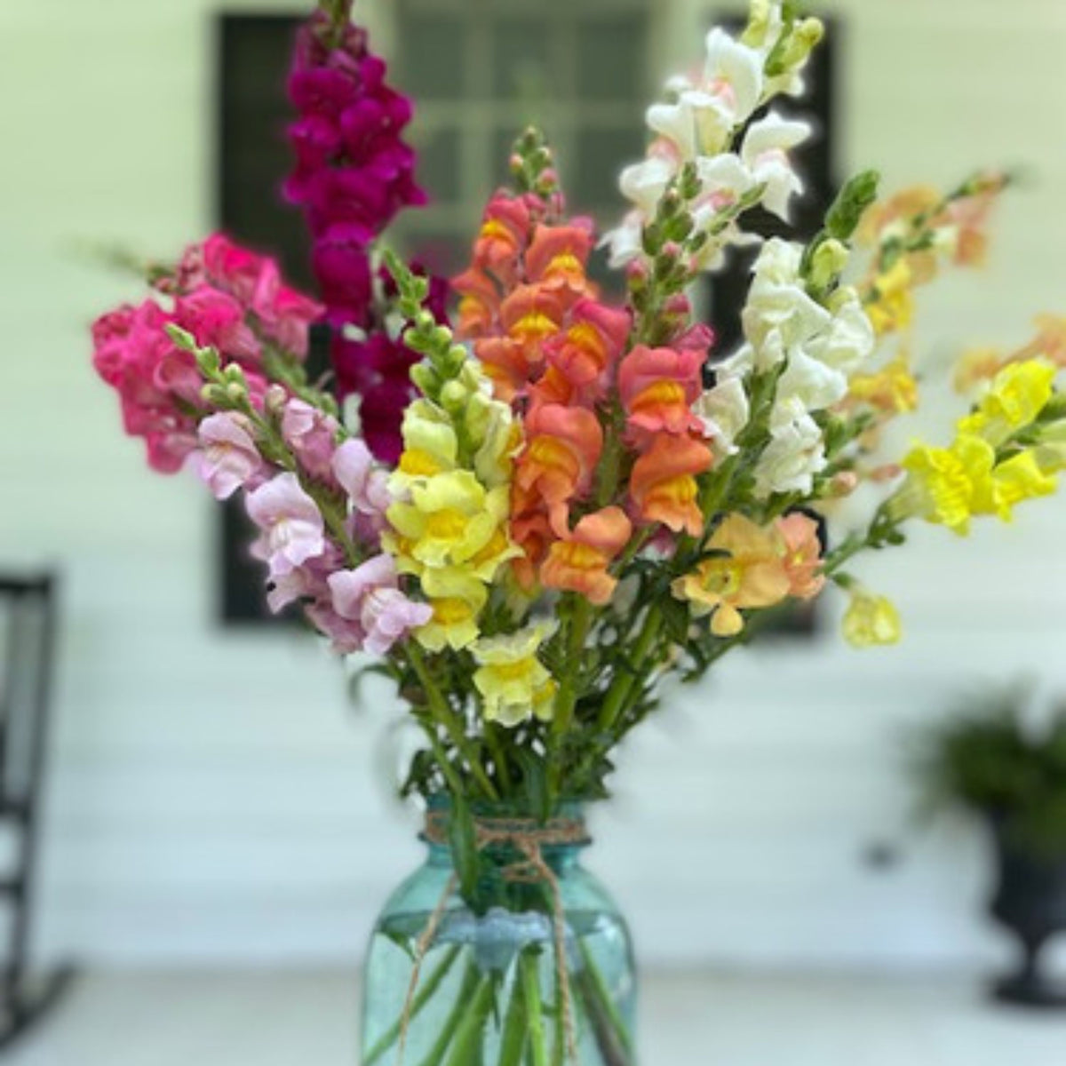 Potomac Snapdragon Mix Seeds - Cold Resistant, 30 seeds