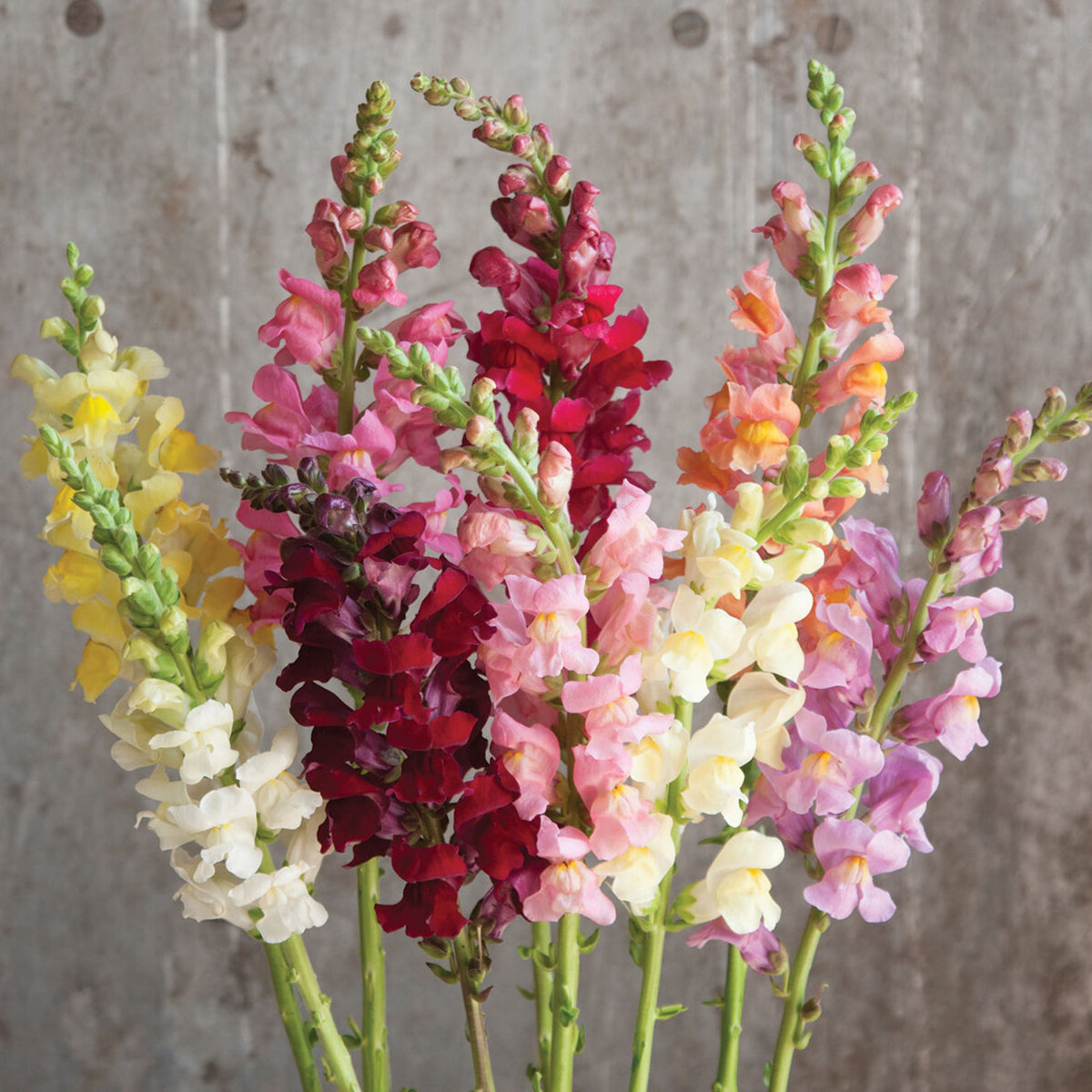 Potomac Snapdragon Mix Seeds - Cold Resistant, 30 seeds