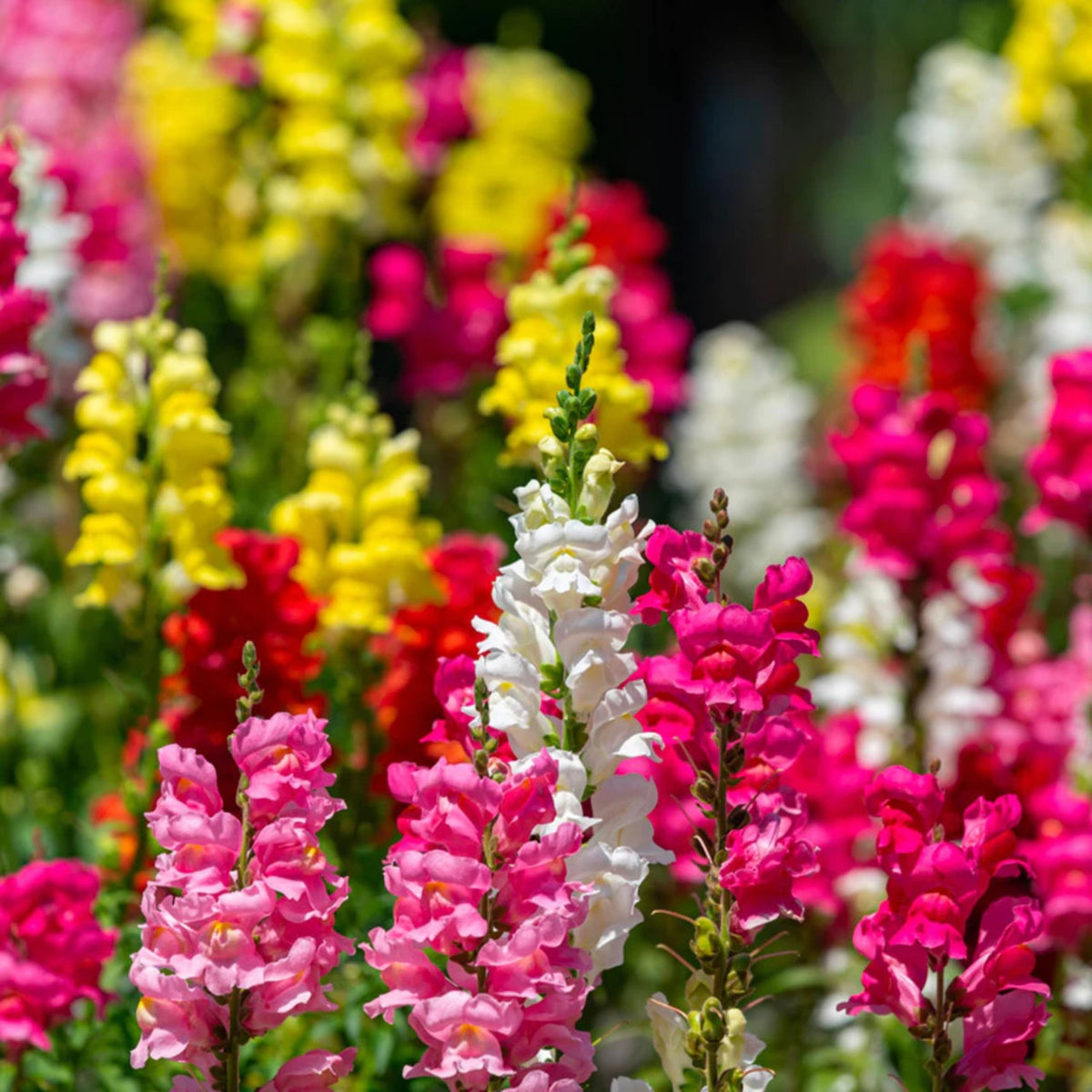 Potomac Snapdragon Mix Seeds - Cold Resistant, 30 seeds