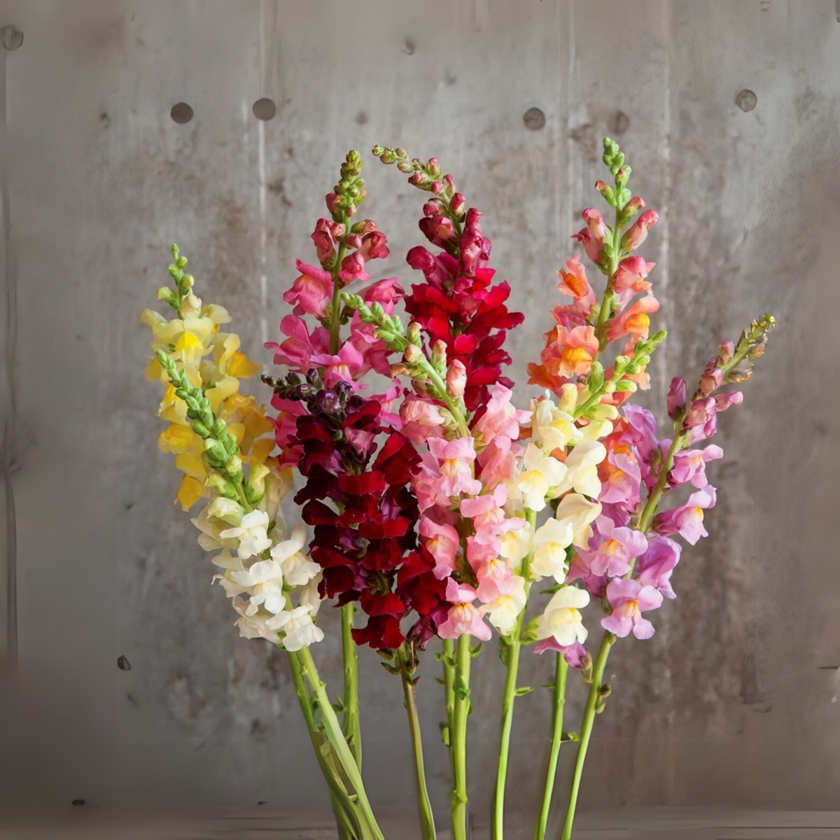 30 Seeds| Potomac Snapdragon Mix Seeds - Cold Resistant - Attracts pollinators - Open-Pollinating - Plant before the frost/after frost - #45