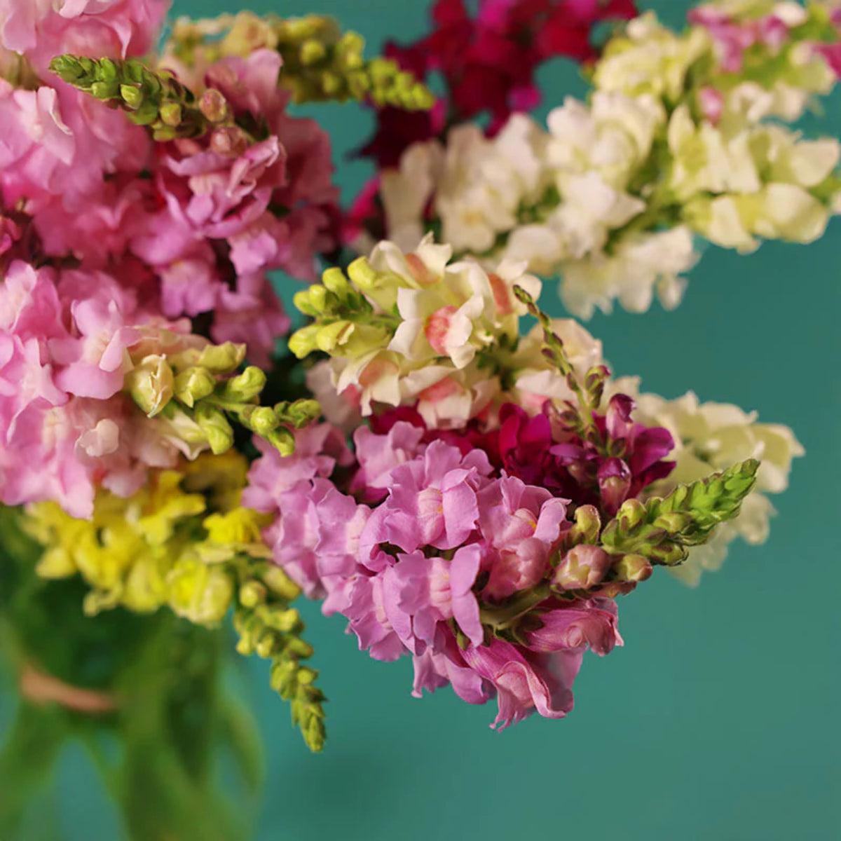 Potomac Snapdragon Mix Seeds - Cold Resistant, 30 seeds