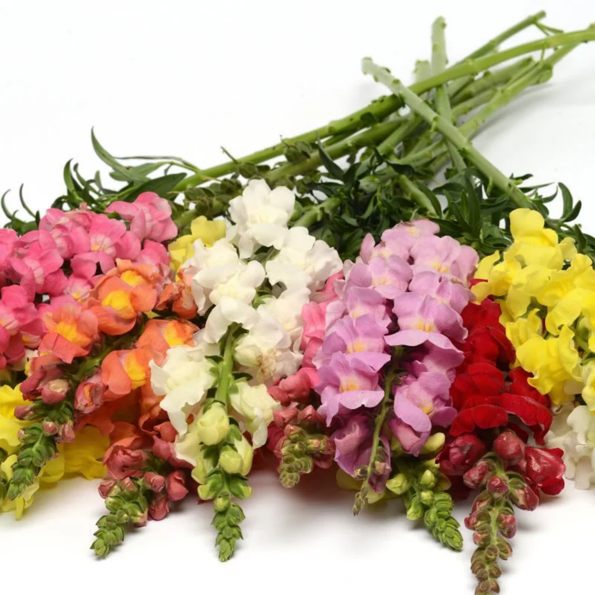 30 Seeds| Potomac Snapdragon Mix Seeds - Cold Resistant - Attracts pollinators - Open-Pollinating - Plant before the frost/after frost - #45