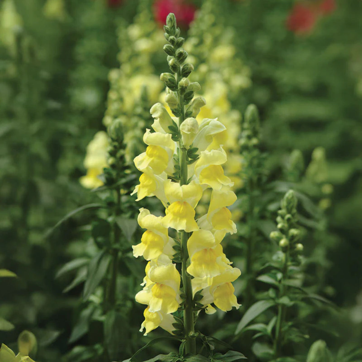 Potomac Snapdragon Mix Seeds - Cold Resistant, 30 seeds