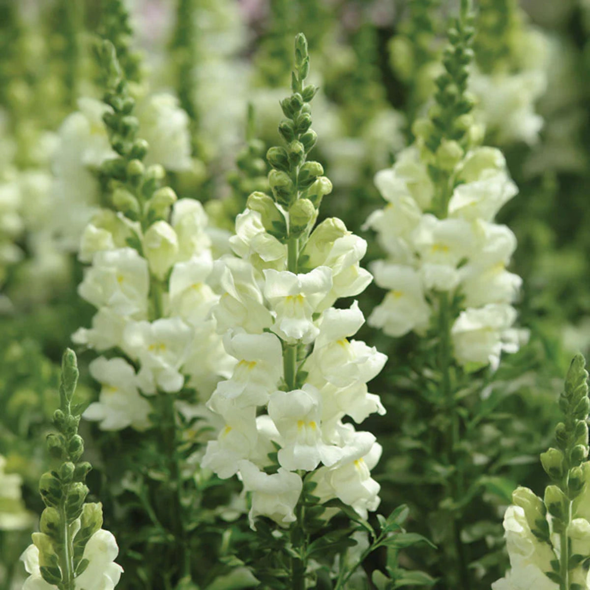 Potomac Snapdragon Mix Seeds - Cold Resistant, 30 seeds