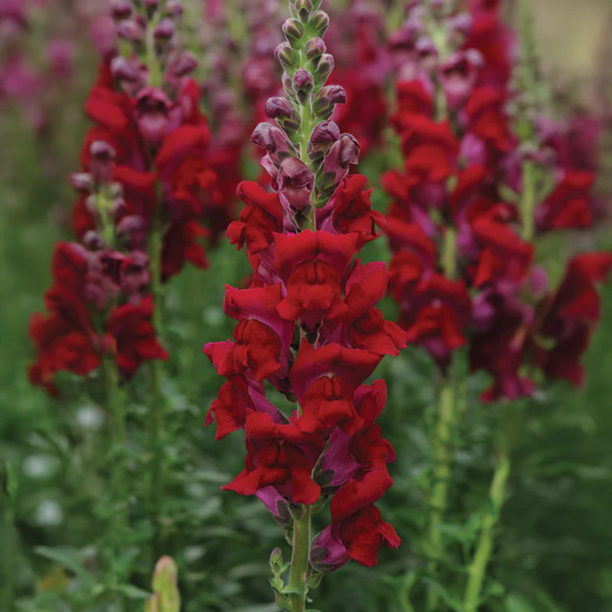 Potomac Snapdragon Mix Seeds - Cold Resistant, 30 seeds