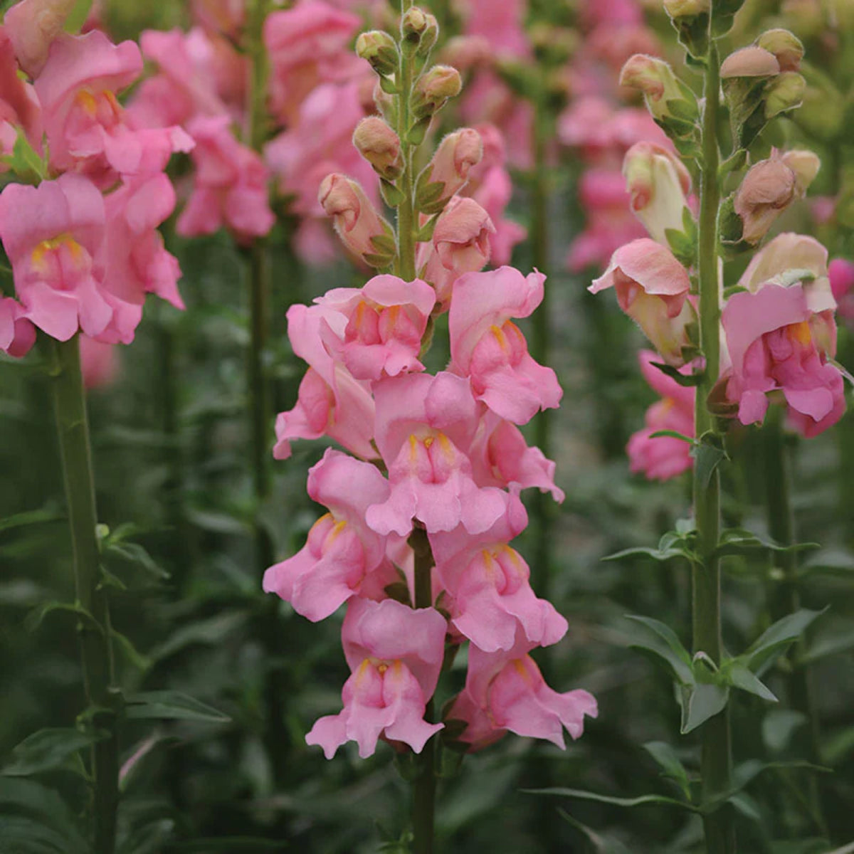 Potomac Snapdragon Mix Seeds - Cold Resistant, 30 seeds