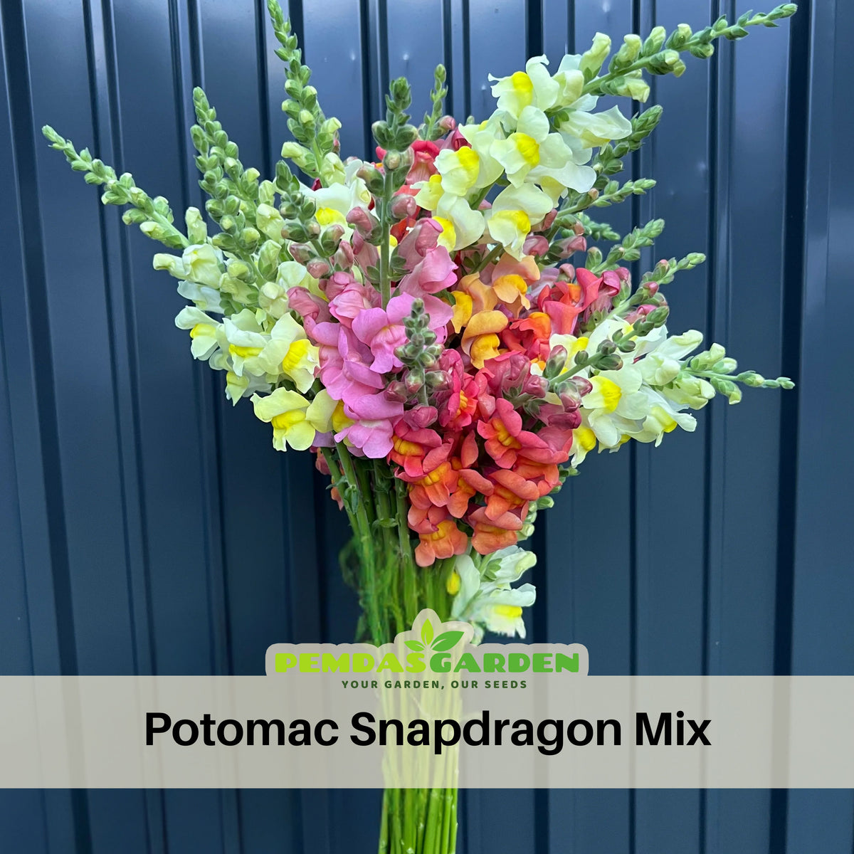 Potomac Snapdragon Mix Seeds - Cold Resistant, 30 seeds