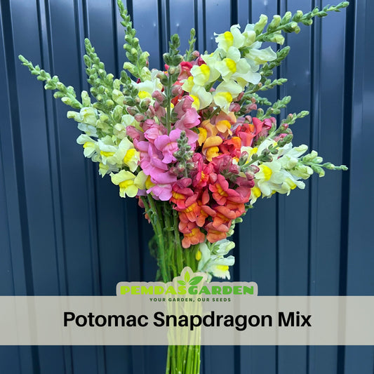Potomac Snapdragon Mix Seeds - Cold Resistant, 30 seeds