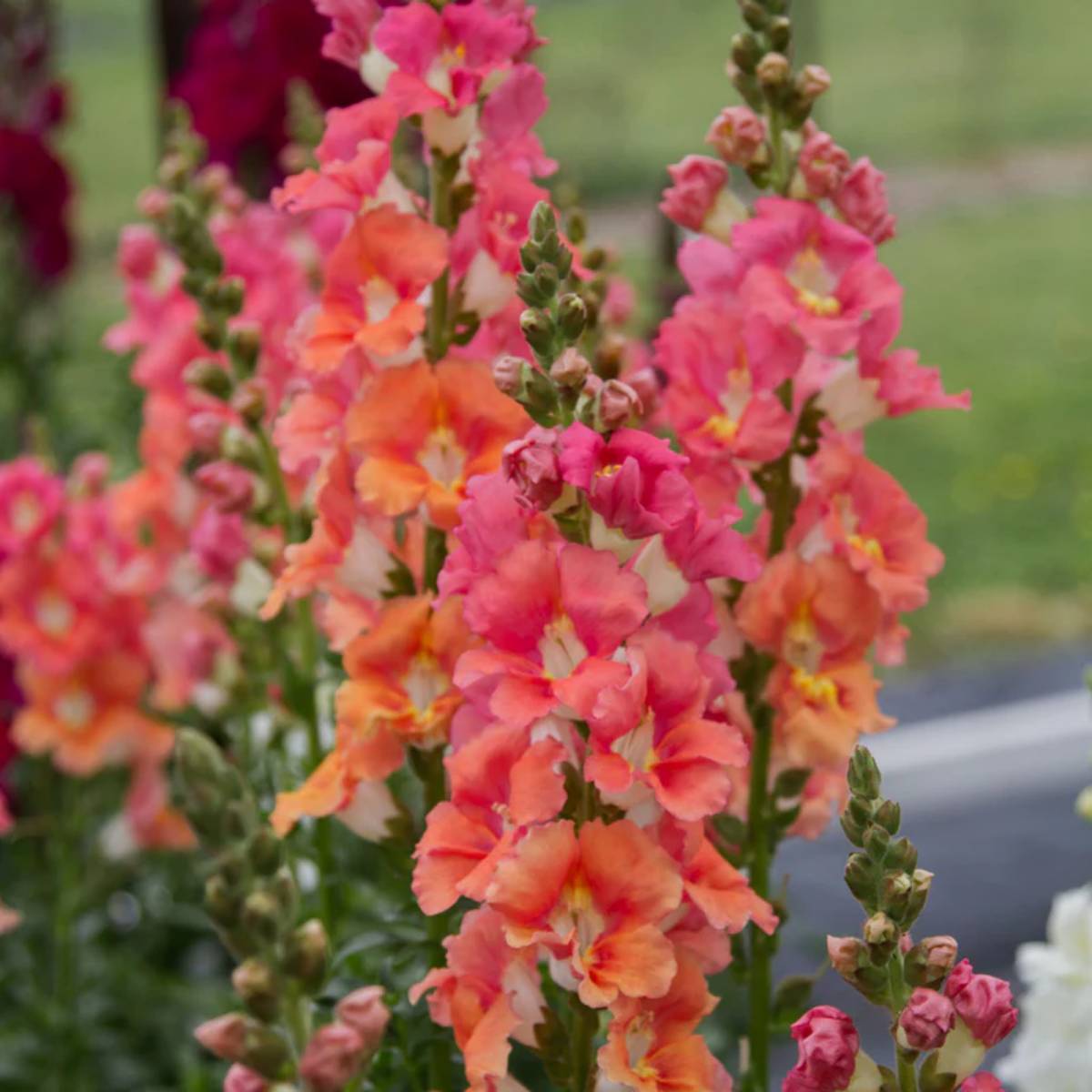 30 Seeds| Chantilly Bronze Snapdragon Seeds - Potted- Cold Resistant -Attracts pollinators -Open-Pollinating -Plant before the frost/after frost - #46