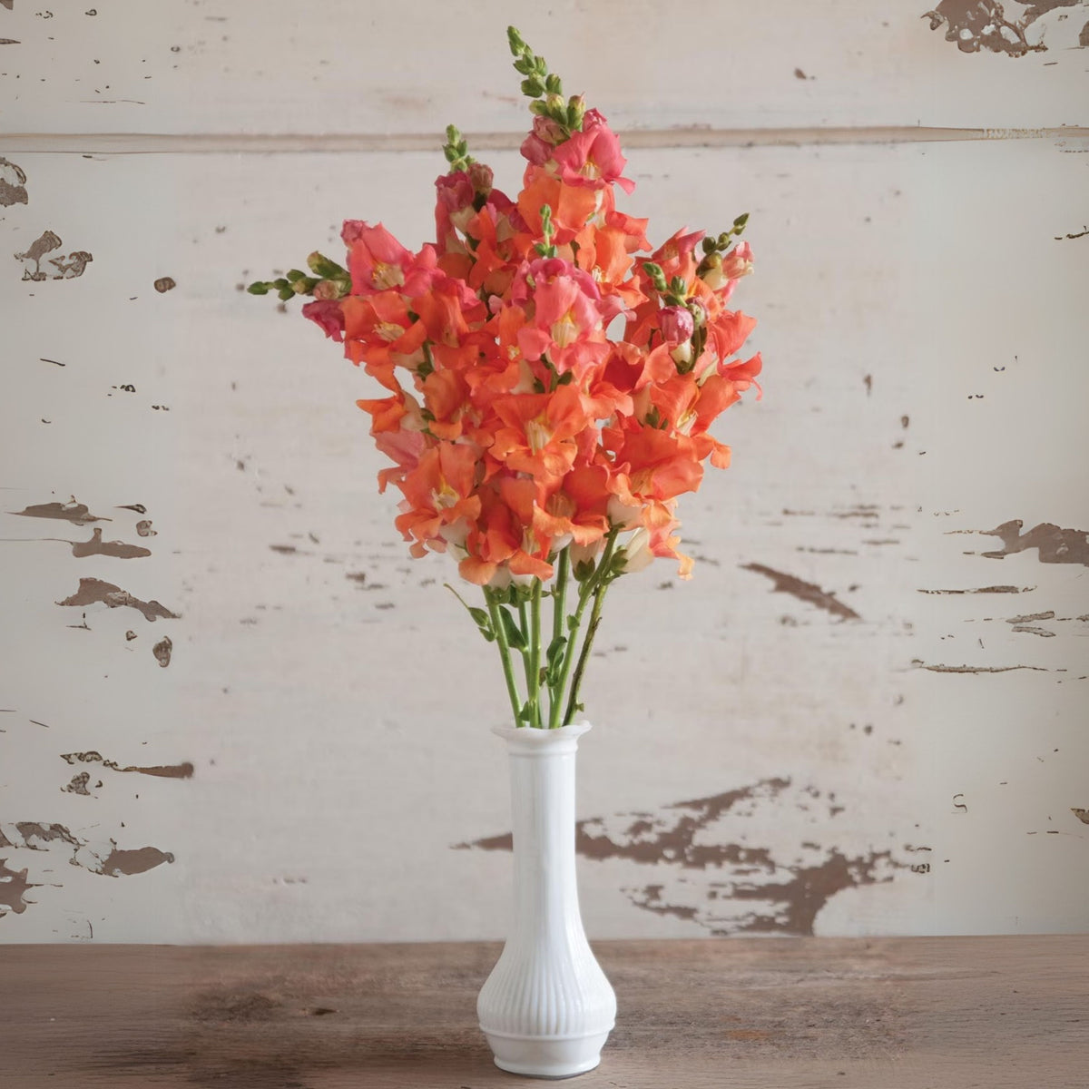 Chantilly Bronze Snapdragon Seeds - Potted, Cold Resistant, 30 seeds