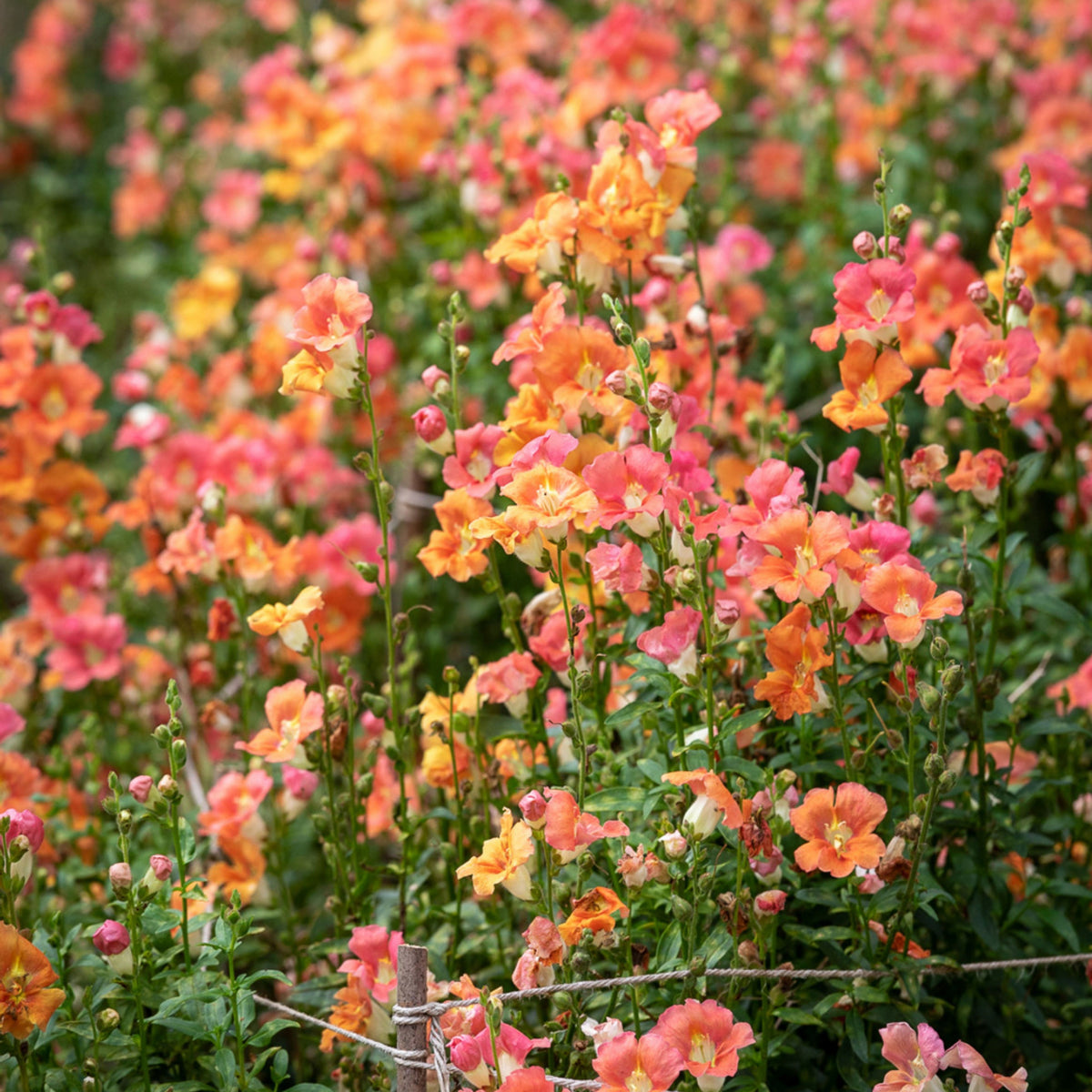 Chantilly Bronze Snapdragon Seeds - Potted, Cold Resistant, 30 seeds