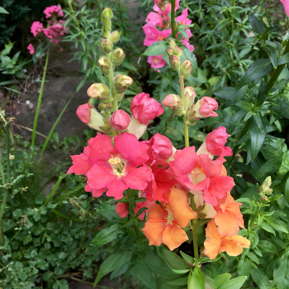Chantilly Bronze Snapdragon Seeds - Potted, Cold Resistant, 30 seeds