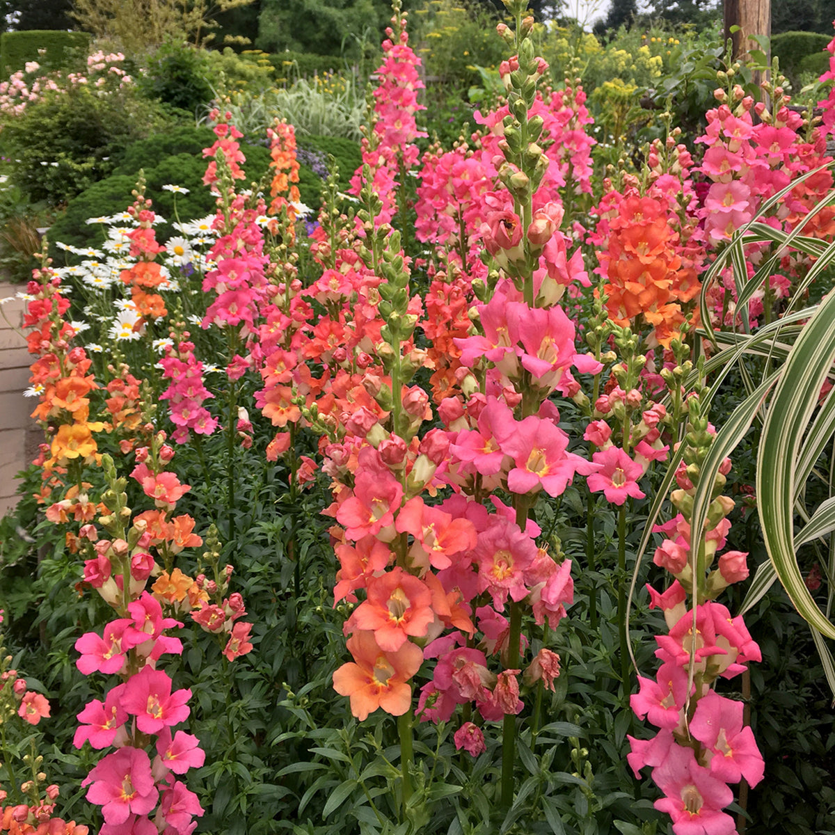 Chantilly Bronze Snapdragon Seeds - Potted, Cold Resistant, 30 seeds