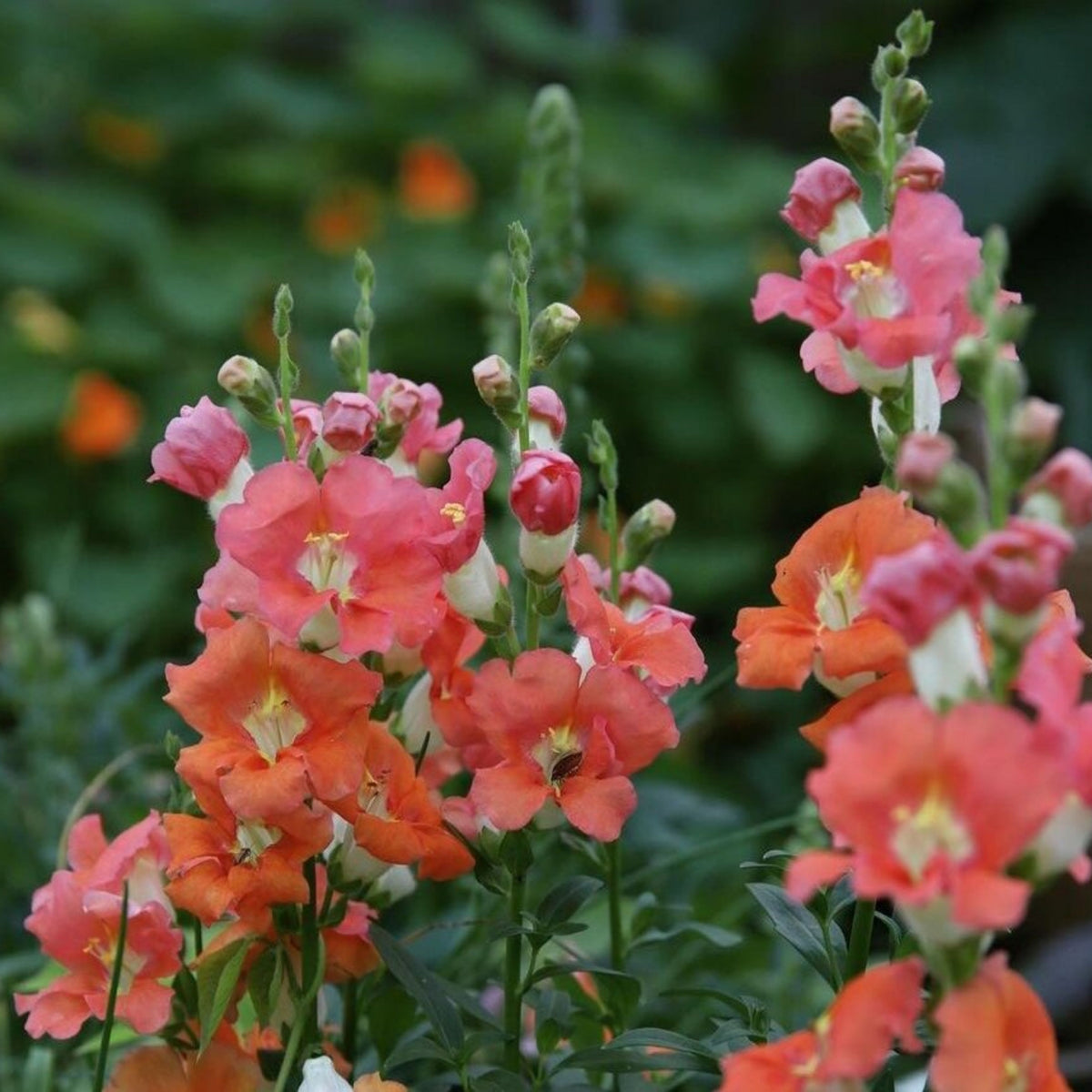 Chantilly Bronze Snapdragon Seeds - Potted, Cold Resistant, 30 seeds