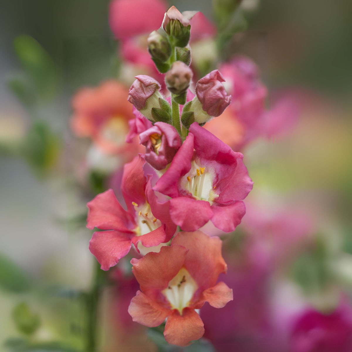 Chantilly Bronze Snapdragon Seeds - Potted, Cold Resistant, 30 seeds