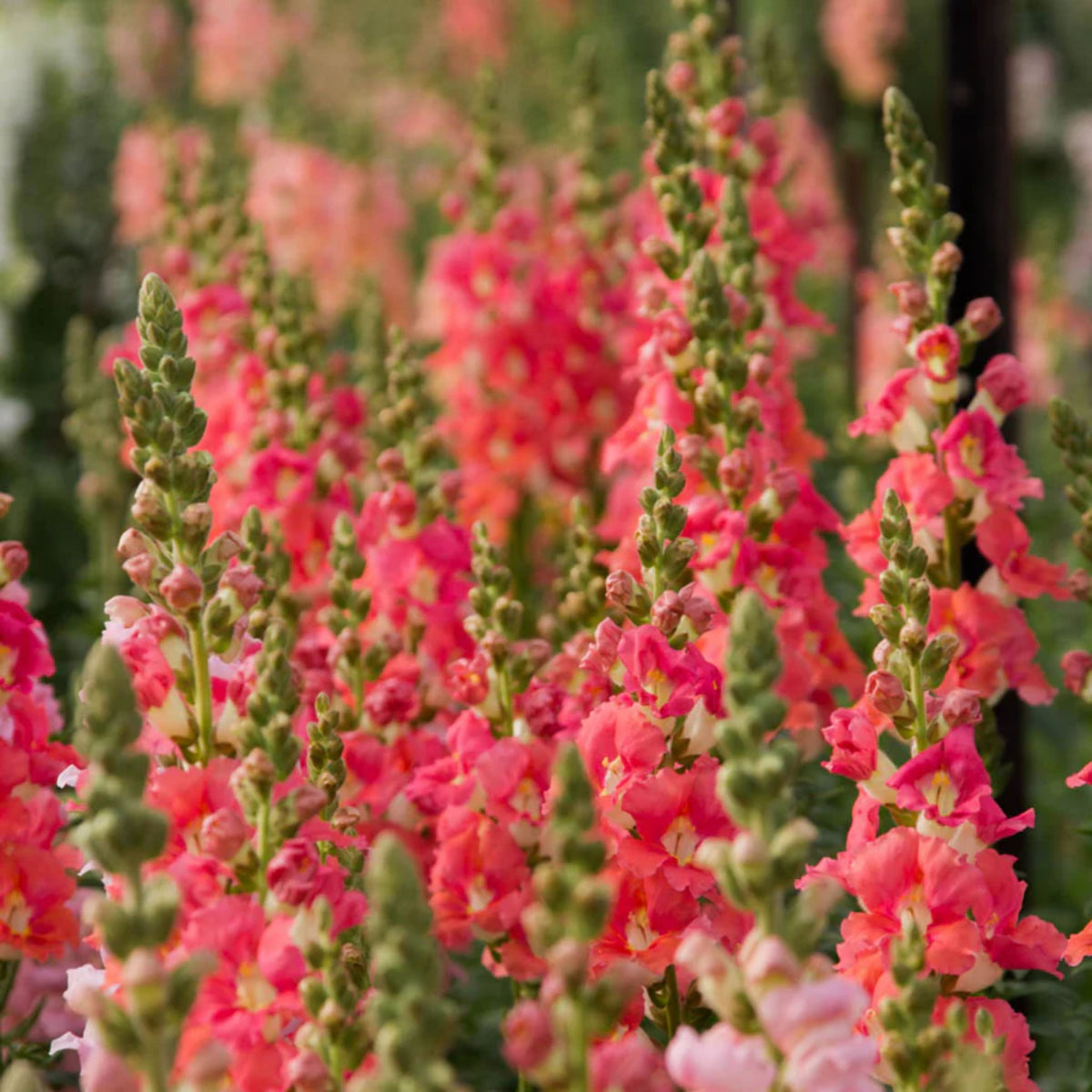 Chantilly Bronze Snapdragon Seeds - Potted, Cold Resistant, 30 seeds