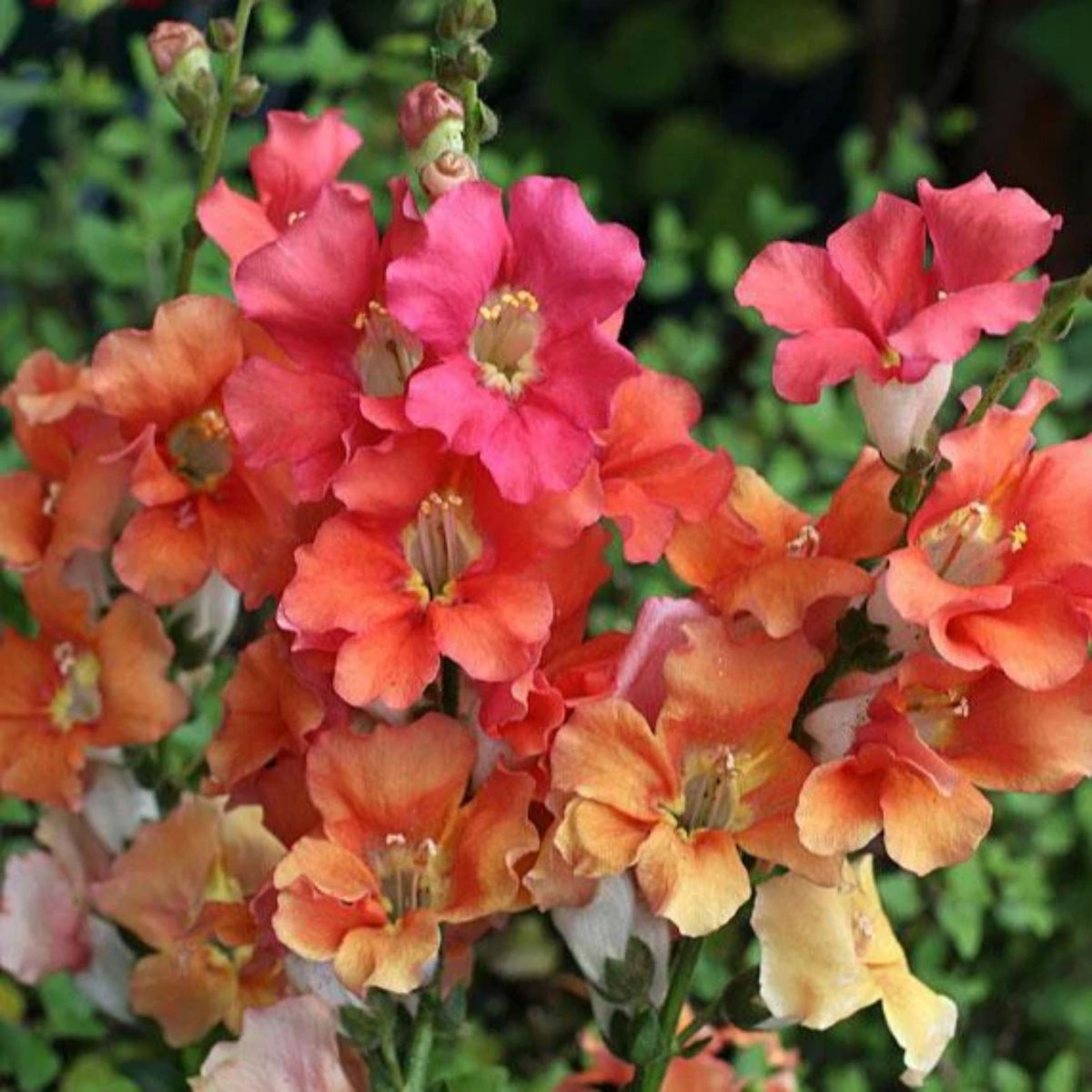 Chantilly Bronze Snapdragon Seeds - Potted, Cold Resistant, 30 seeds