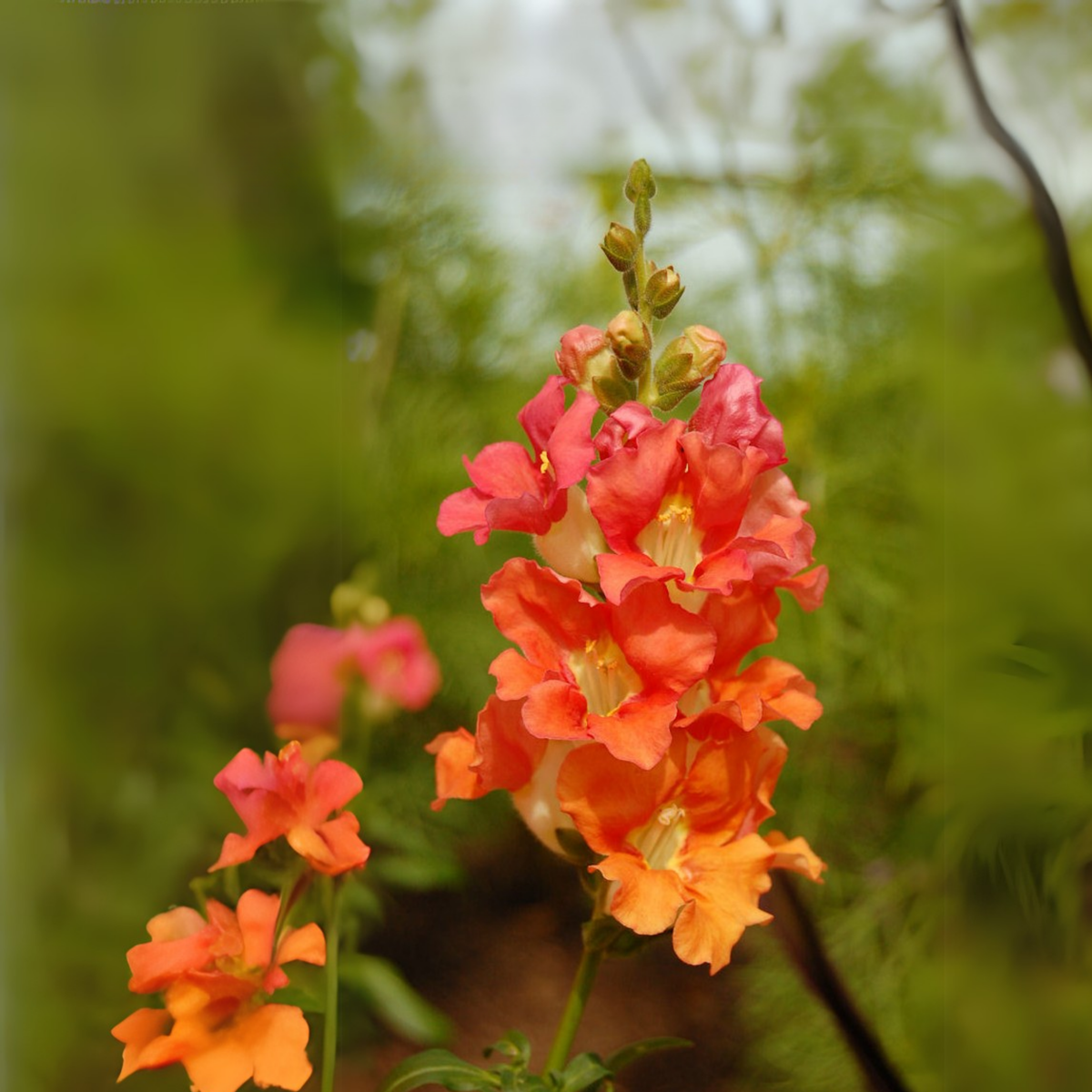 30 Seeds| Chantilly Bronze Snapdragon Seeds - Potted- Cold Resistant -Attracts pollinators -Open-Pollinating -Plant before the frost/after frost - #46