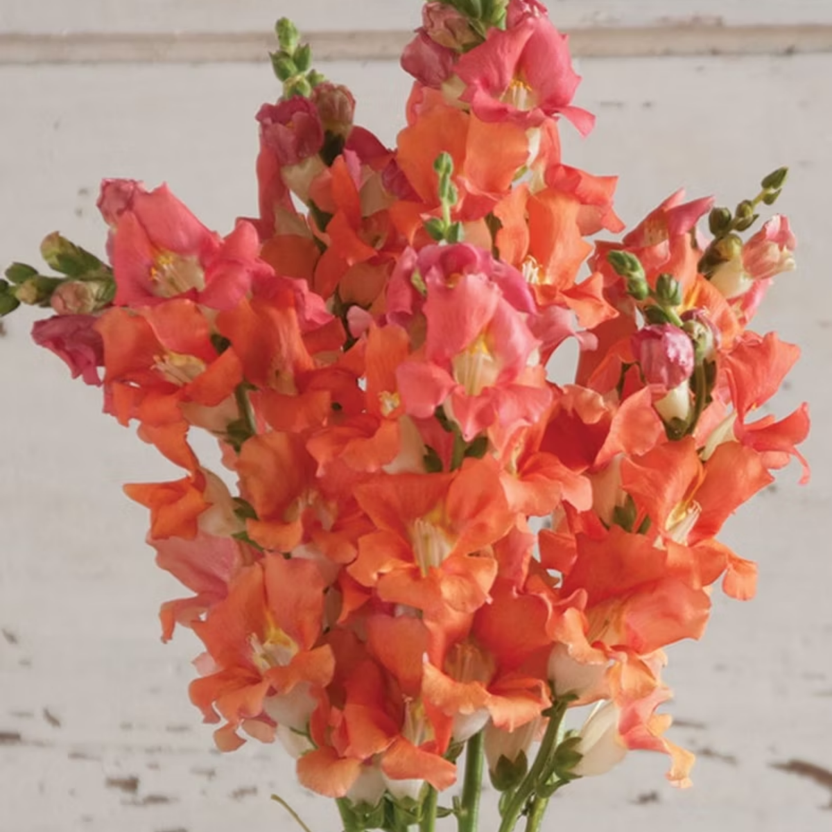 30 Seeds| Chantilly Bronze Snapdragon Seeds - Potted- Cold Resistant -Attracts pollinators -Open-Pollinating -Plant before the frost/after frost - #46