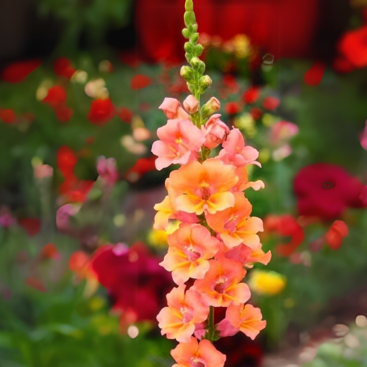 30 Seeds| Chantilly Bronze Snapdragon Seeds - Potted- Cold Resistant -Attracts pollinators -Open-Pollinating -Plant before the frost/after frost - #46