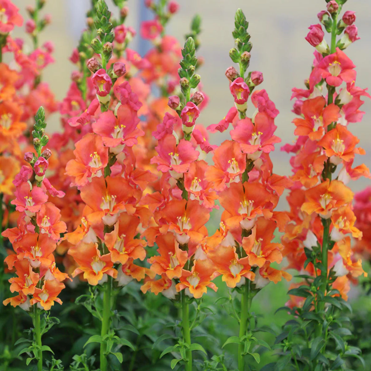 Chantilly Bronze Snapdragon Seeds - Potted, Cold Resistant, 30 seeds
