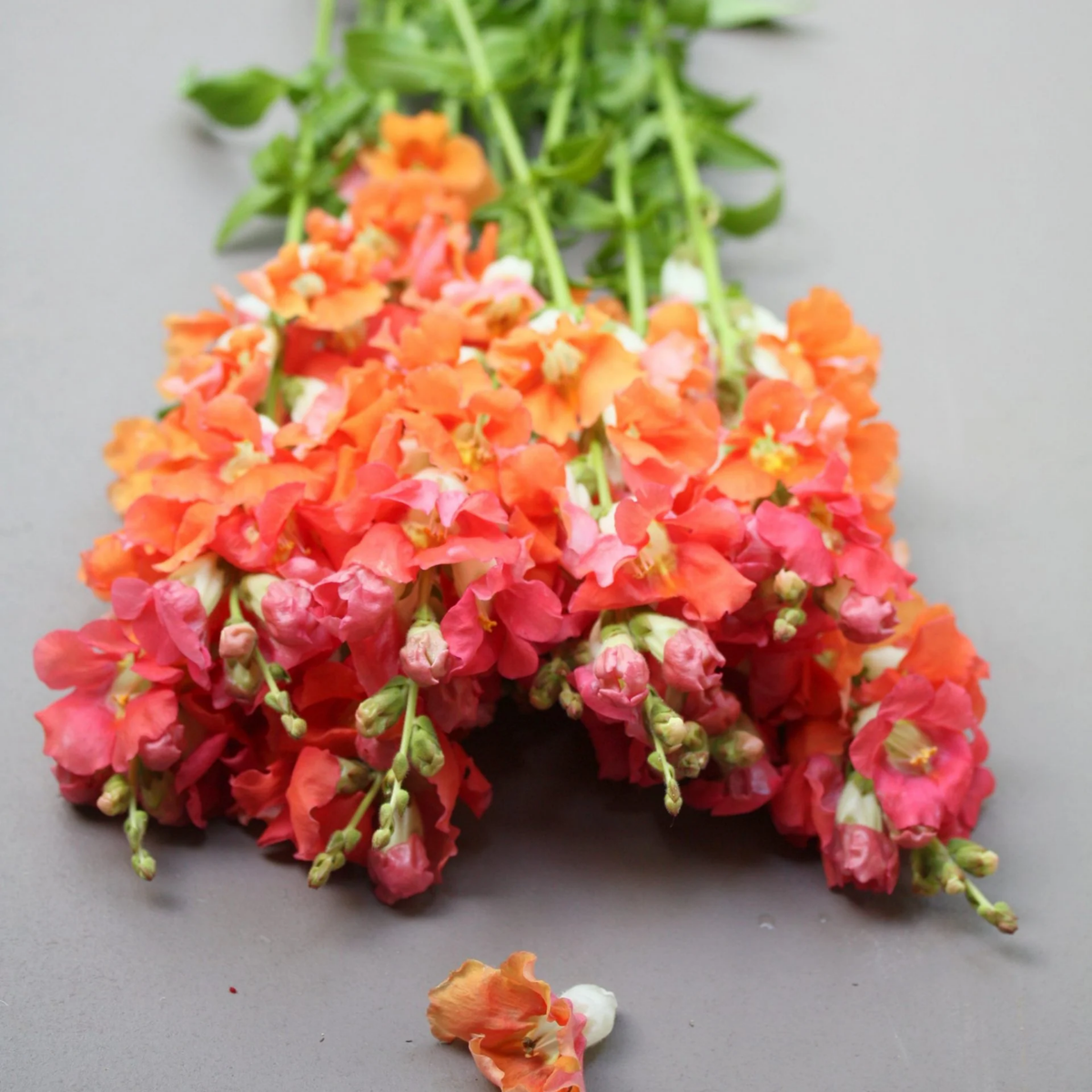 30 Seeds| Chantilly Bronze Snapdragon Seeds - Potted- Cold Resistant -Attracts pollinators -Open-Pollinating -Plant before the frost/after frost - #46